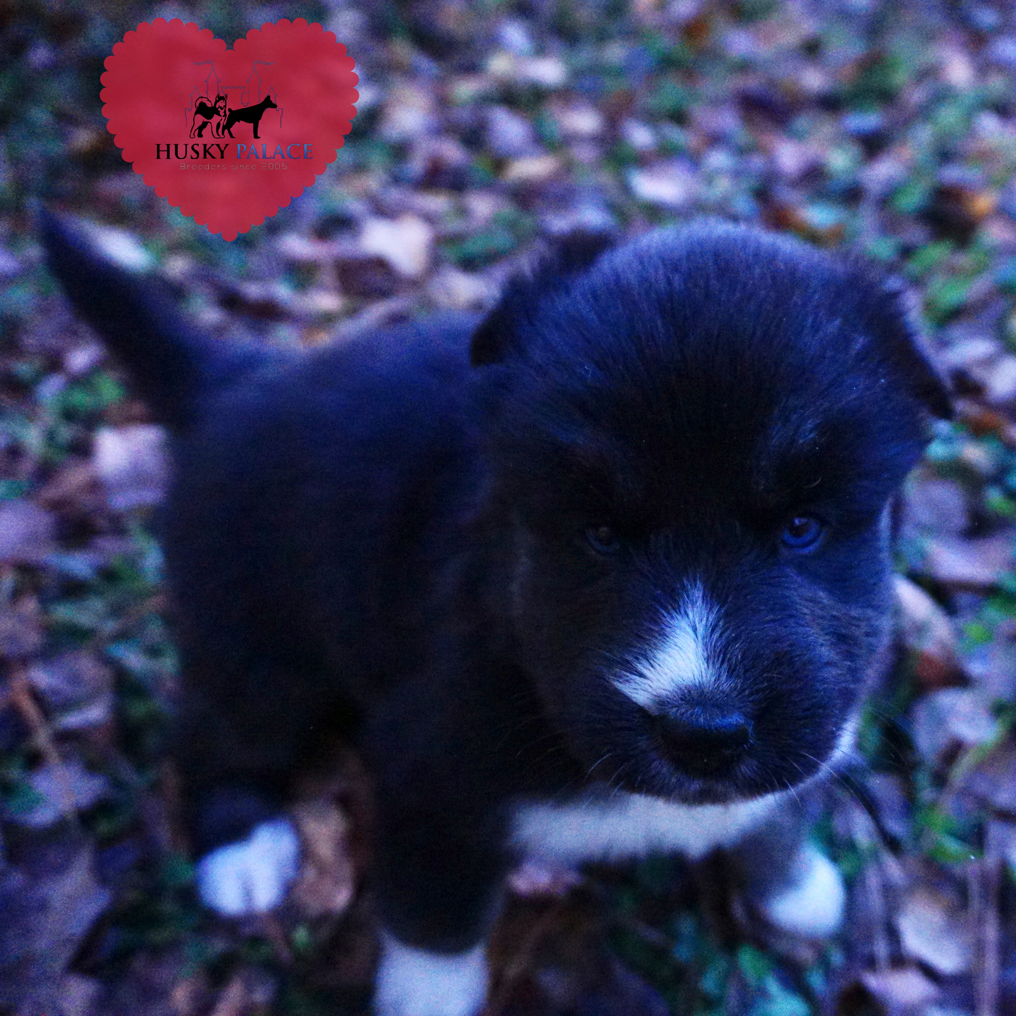 Husky Dog Breeders sanford Husky Dog Breeders