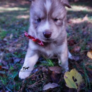 Red Female Husky