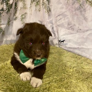 Siberian Husky Puppies In NC