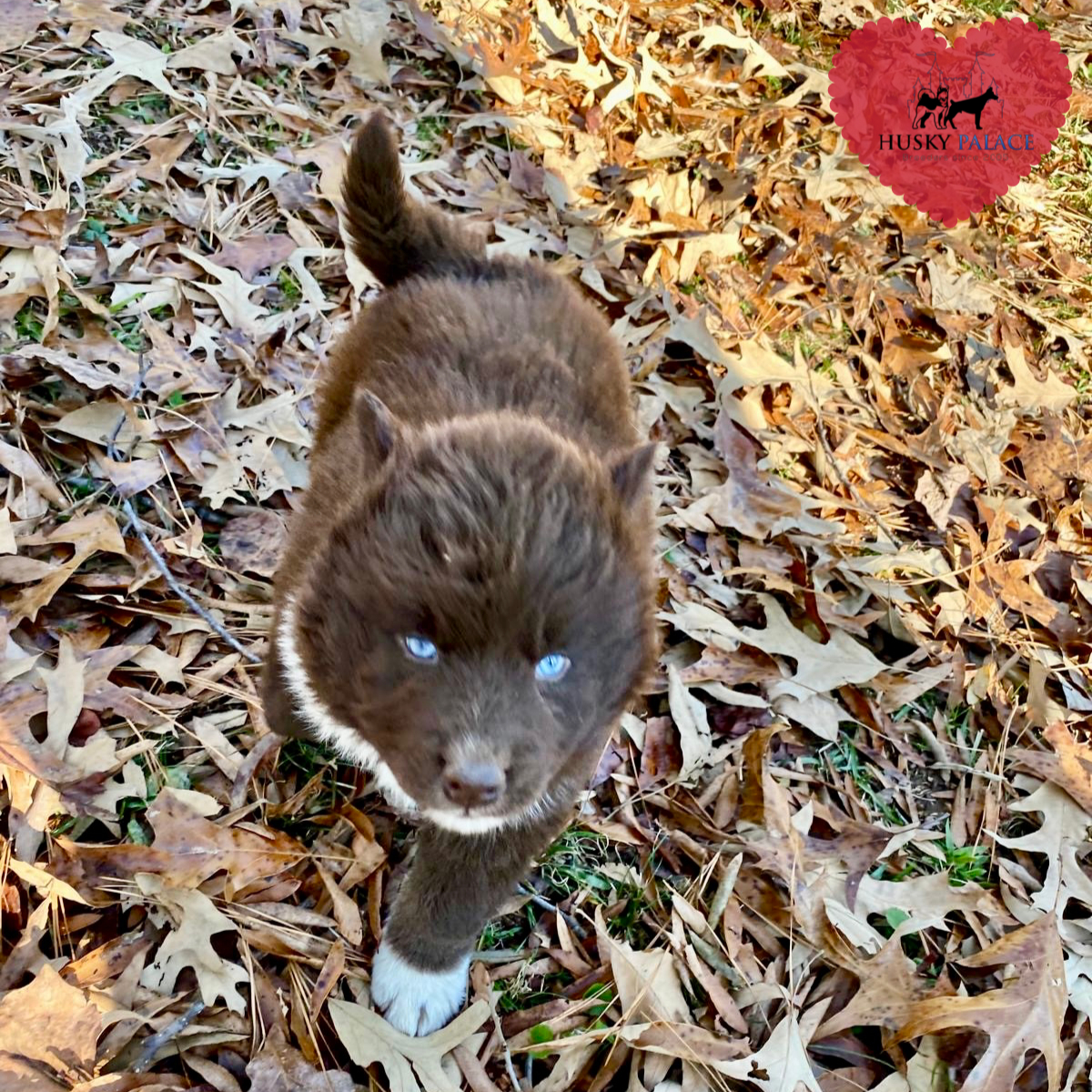 AKC Husky Puppies, marcel AKC Husky Puppies