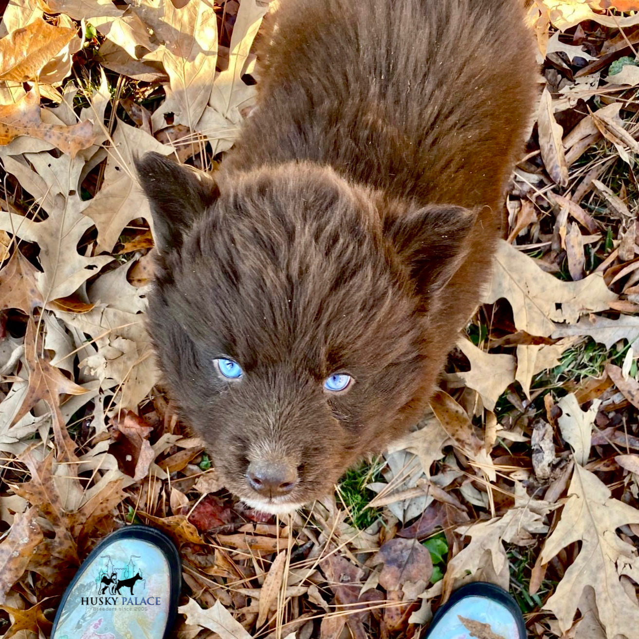 AKC Husky Puppies marcel AKC Husky Puppies