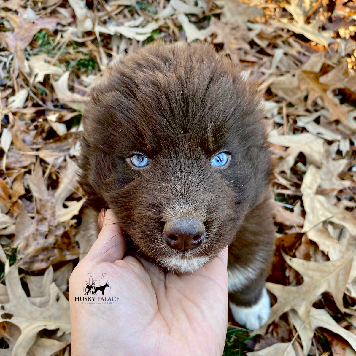 AKC Husky Puppies – marcel AKC Husky Puppies