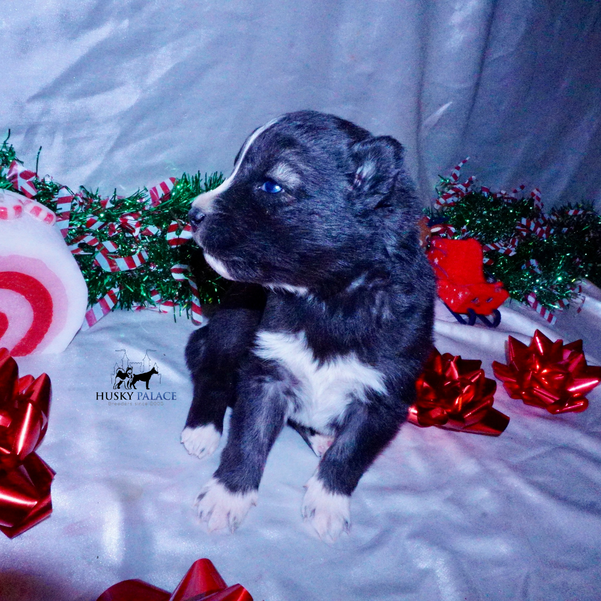 Agouti Husky Puppy for sale Agouti Husky Puppy