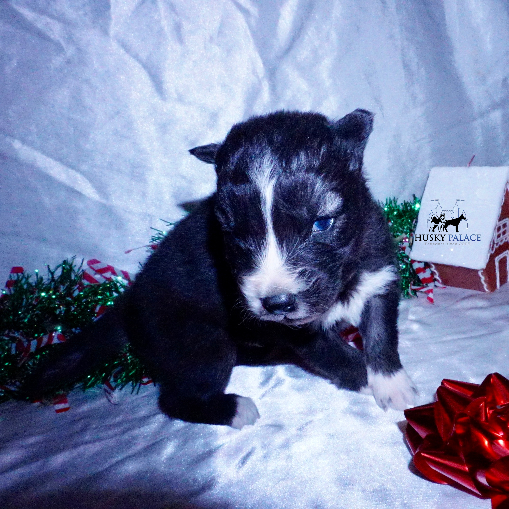 Agouti Husky Puppy near me Agouti Husky Puppy