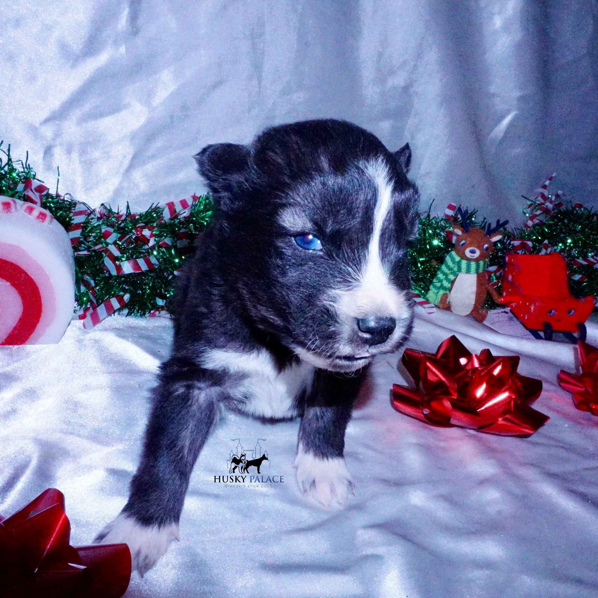 Agouti Husky Puppy, wade Agouti Husky Puppy