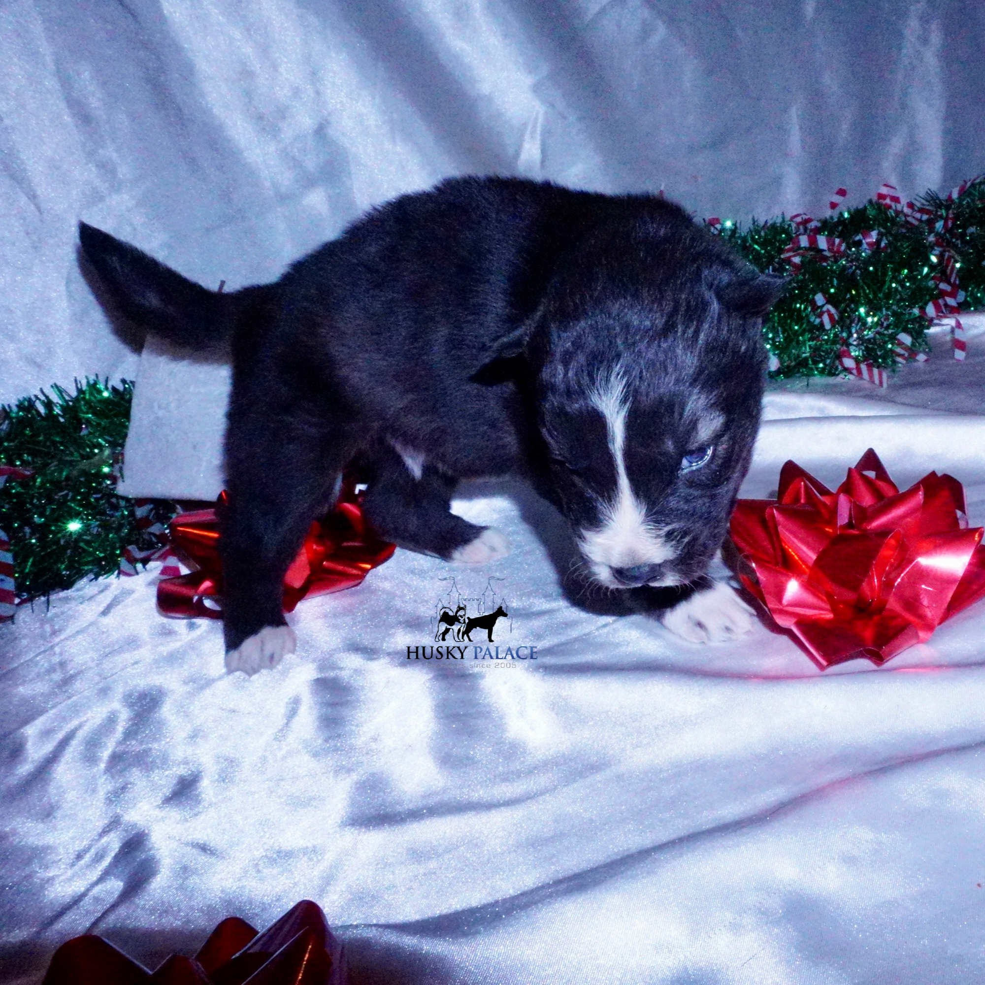 Agouti Husky Puppy – wade Agouti Husky Puppy