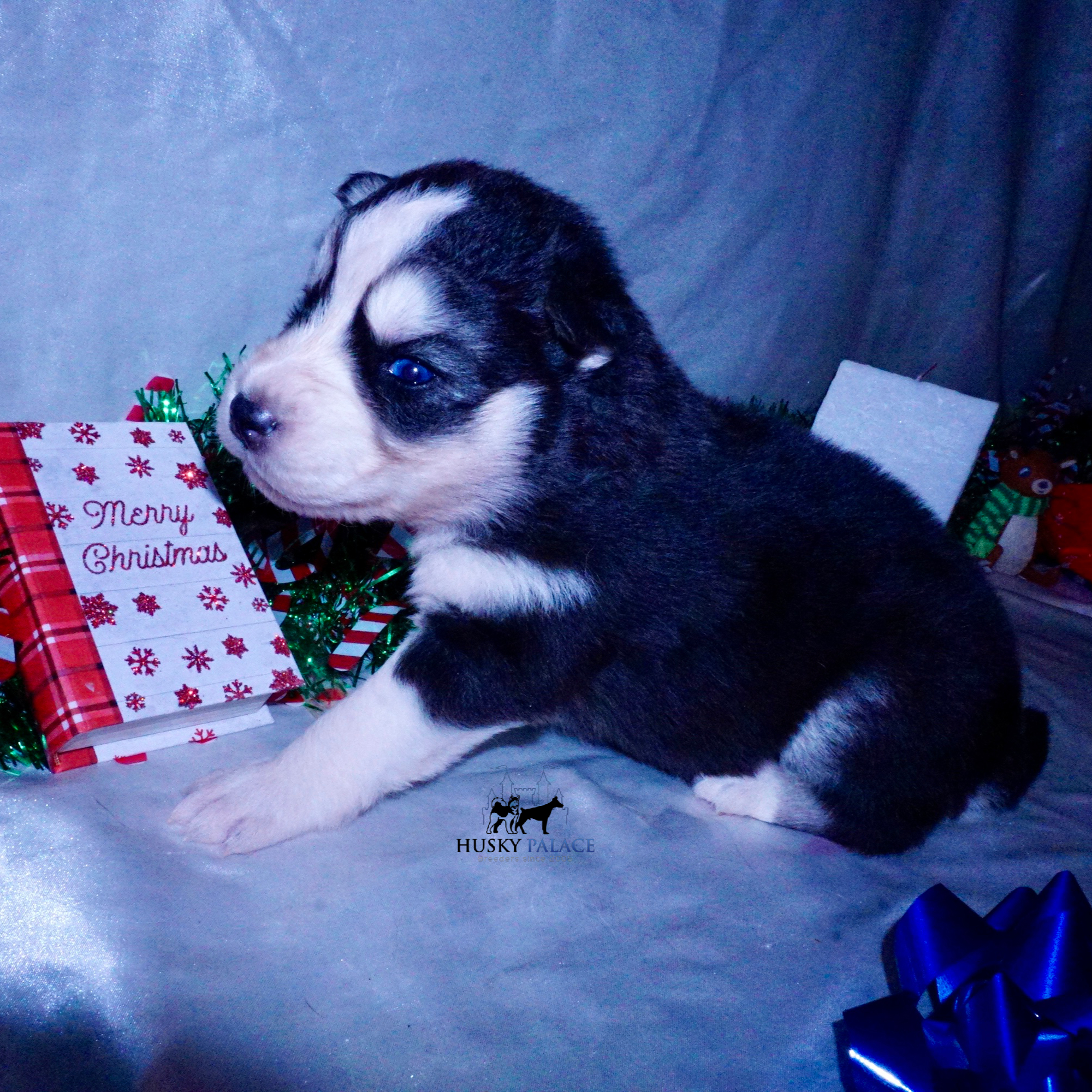 Black:white Husky , tim