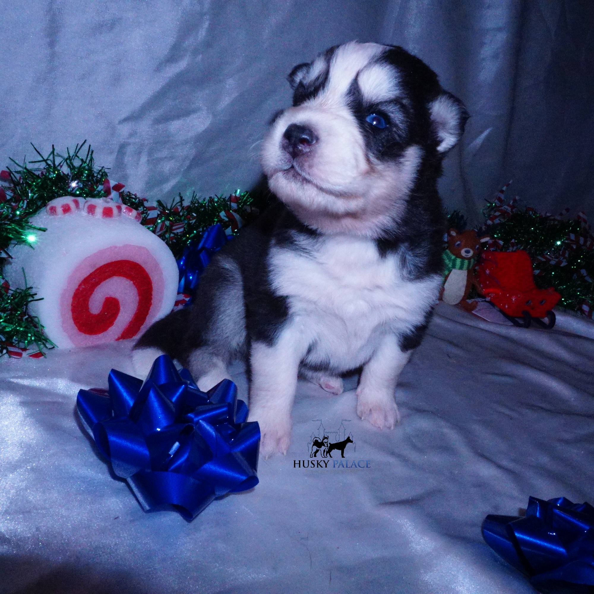 Black:white Husky tim