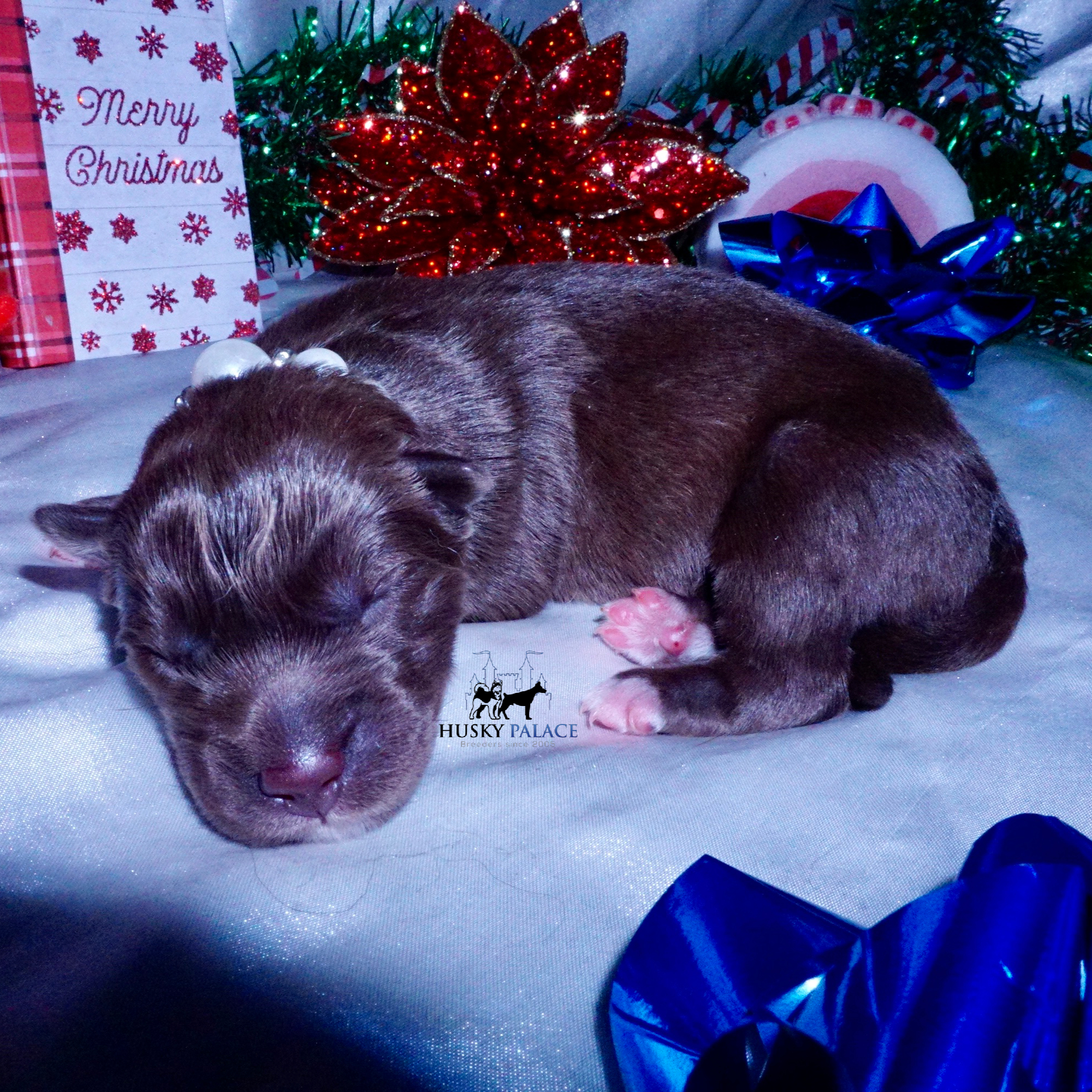 Siberian Husky Puppies For Sale