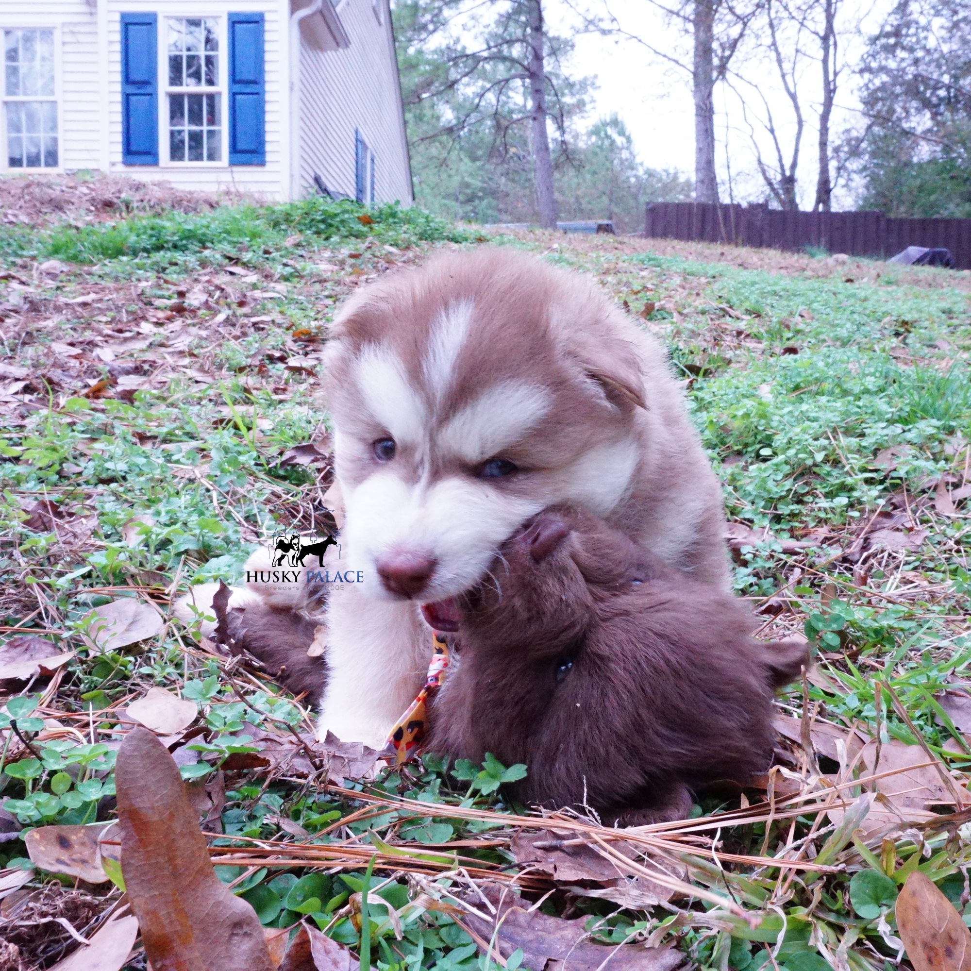 Red Siberian Husky for sale Red Siberian Husky