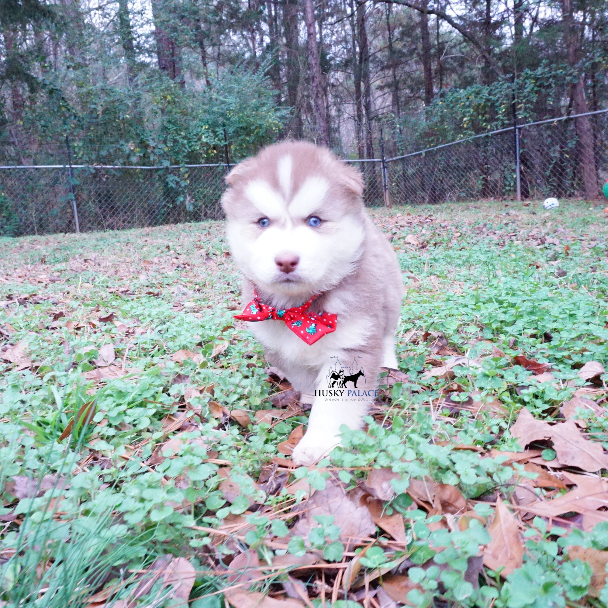 Red Siberian Husky nc Red Siberian Husky