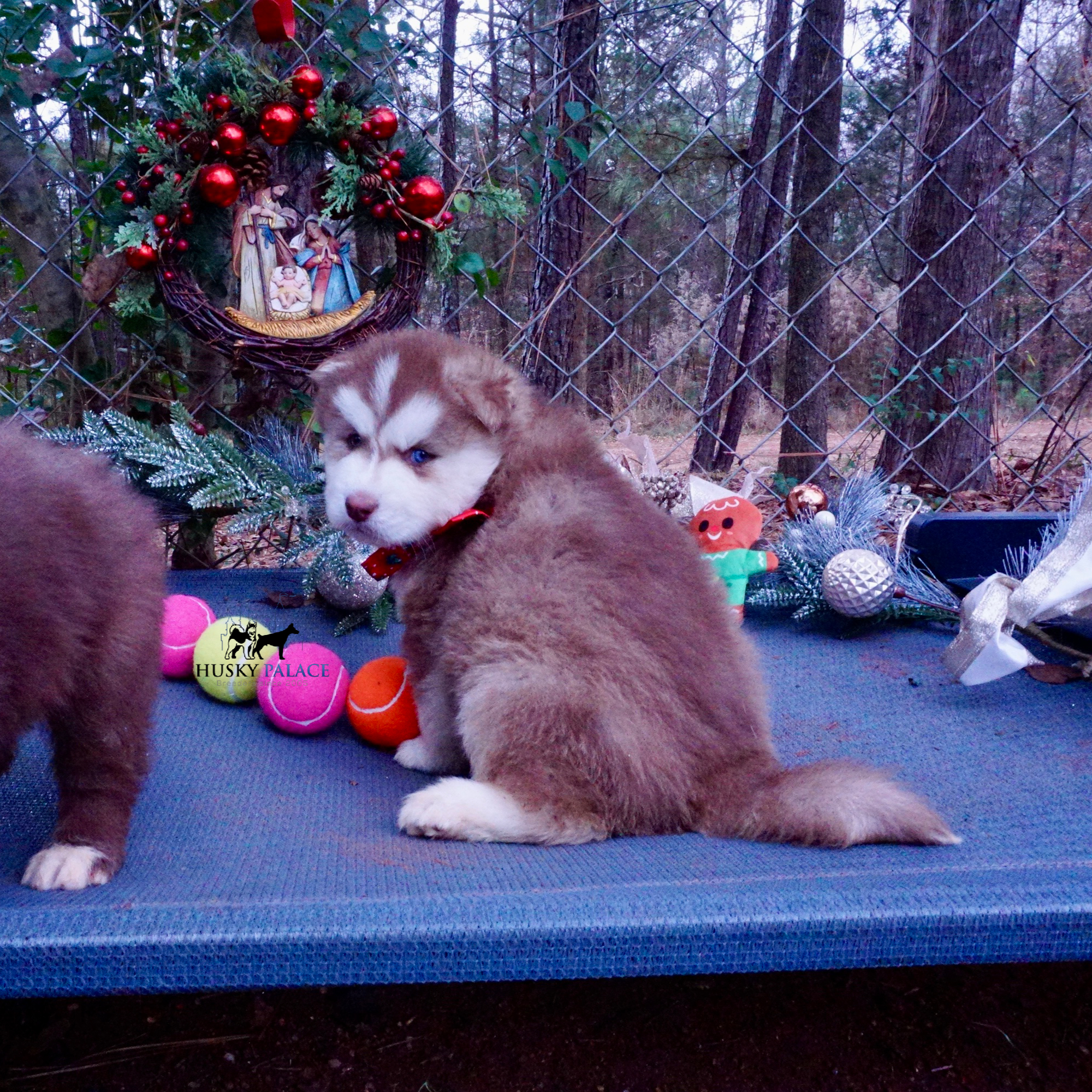 Red Siberian Husky near me Red Siberian Husky