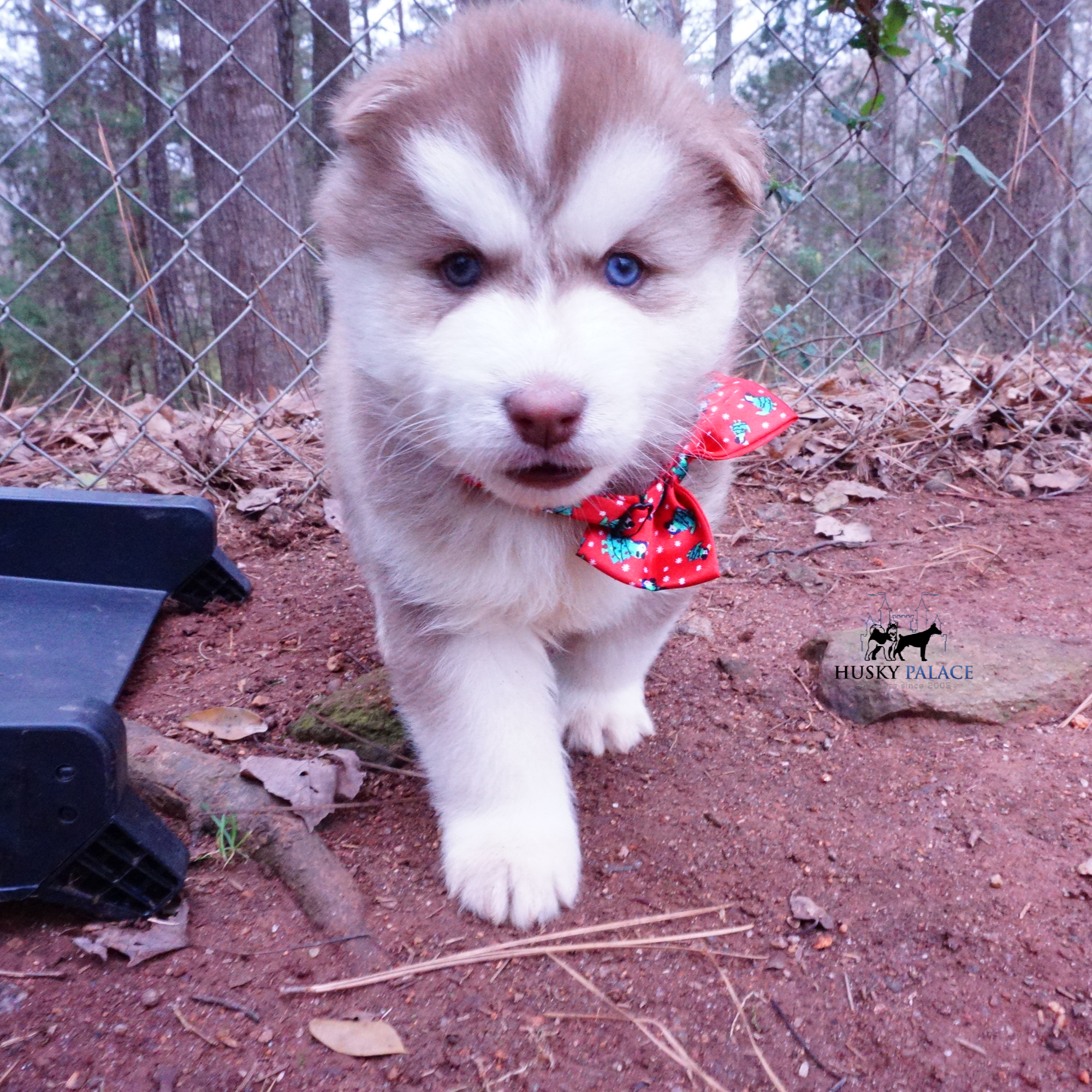 Red Siberian Husky