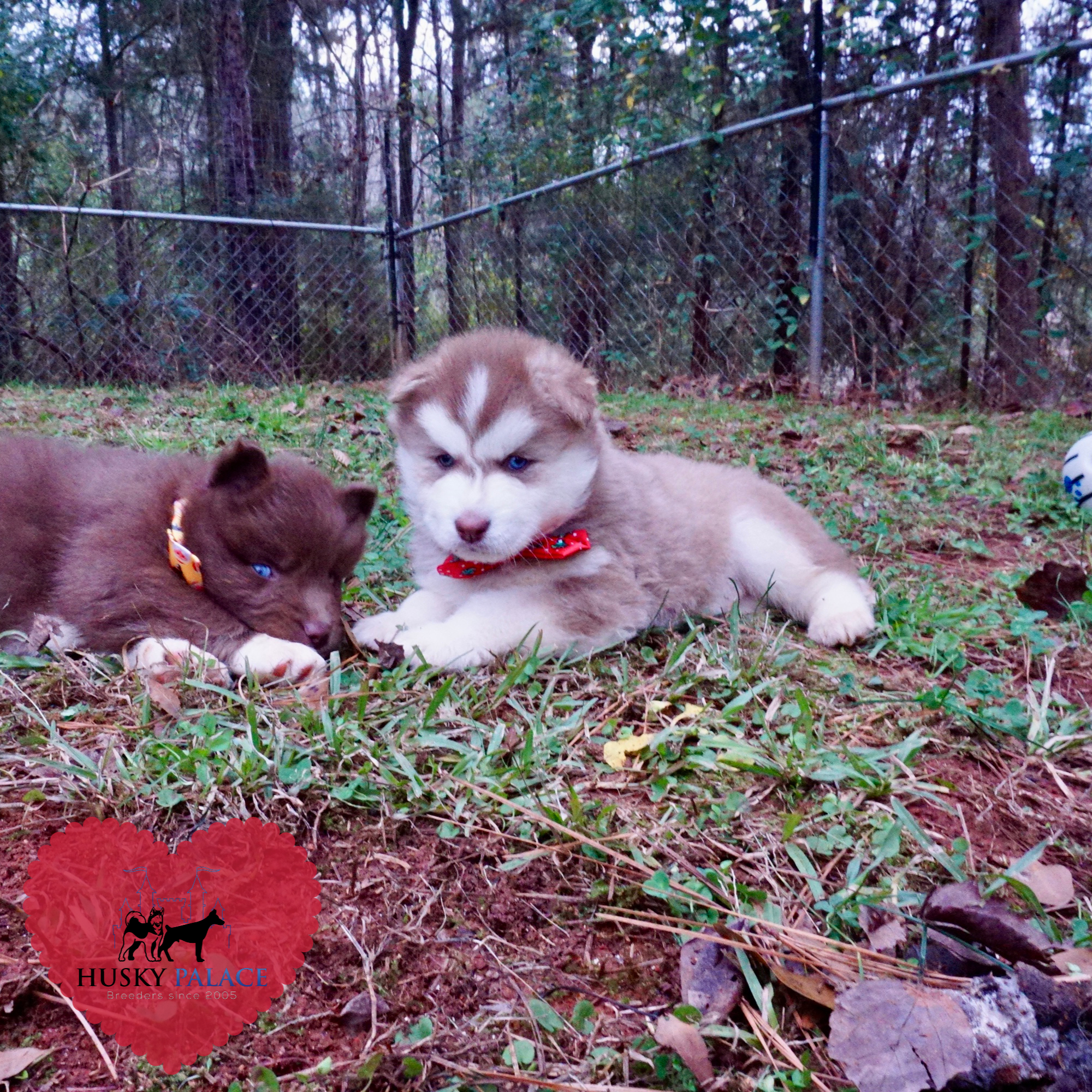 Red Siberian Husky ryan Red Siberian Husky