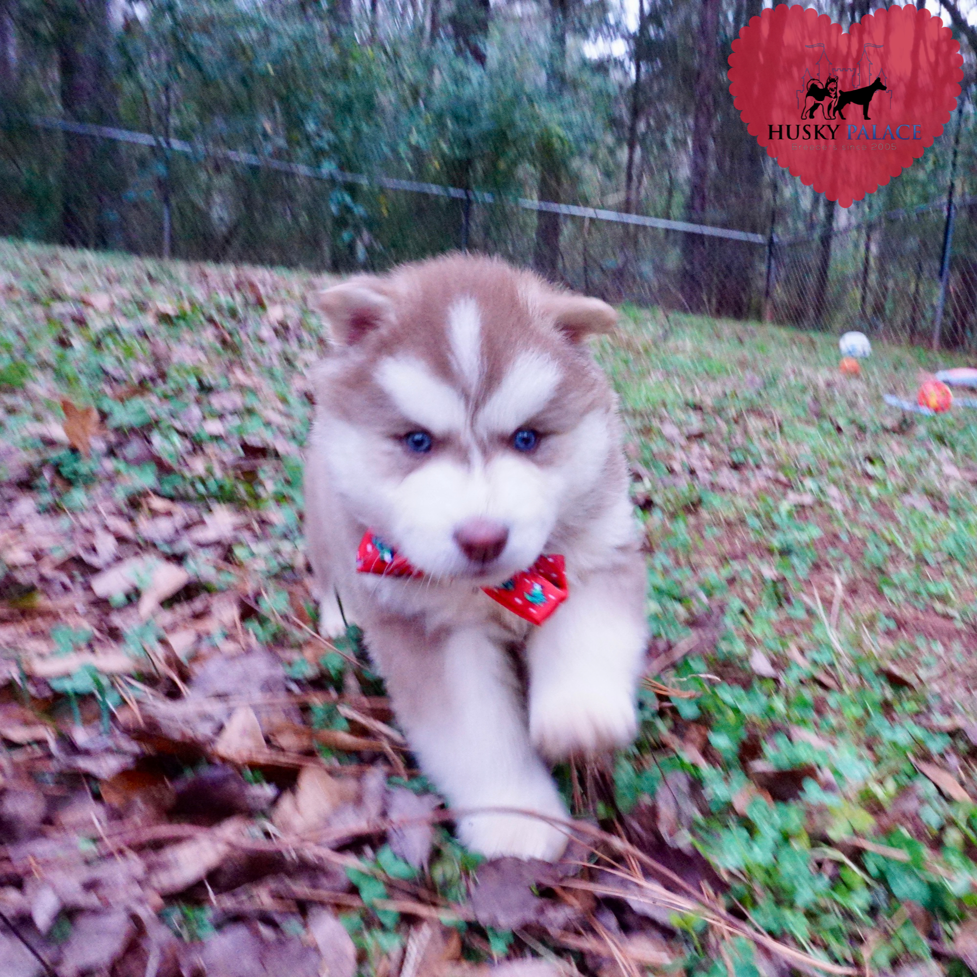 Red Siberian Husky, ryan Red Siberian Husky