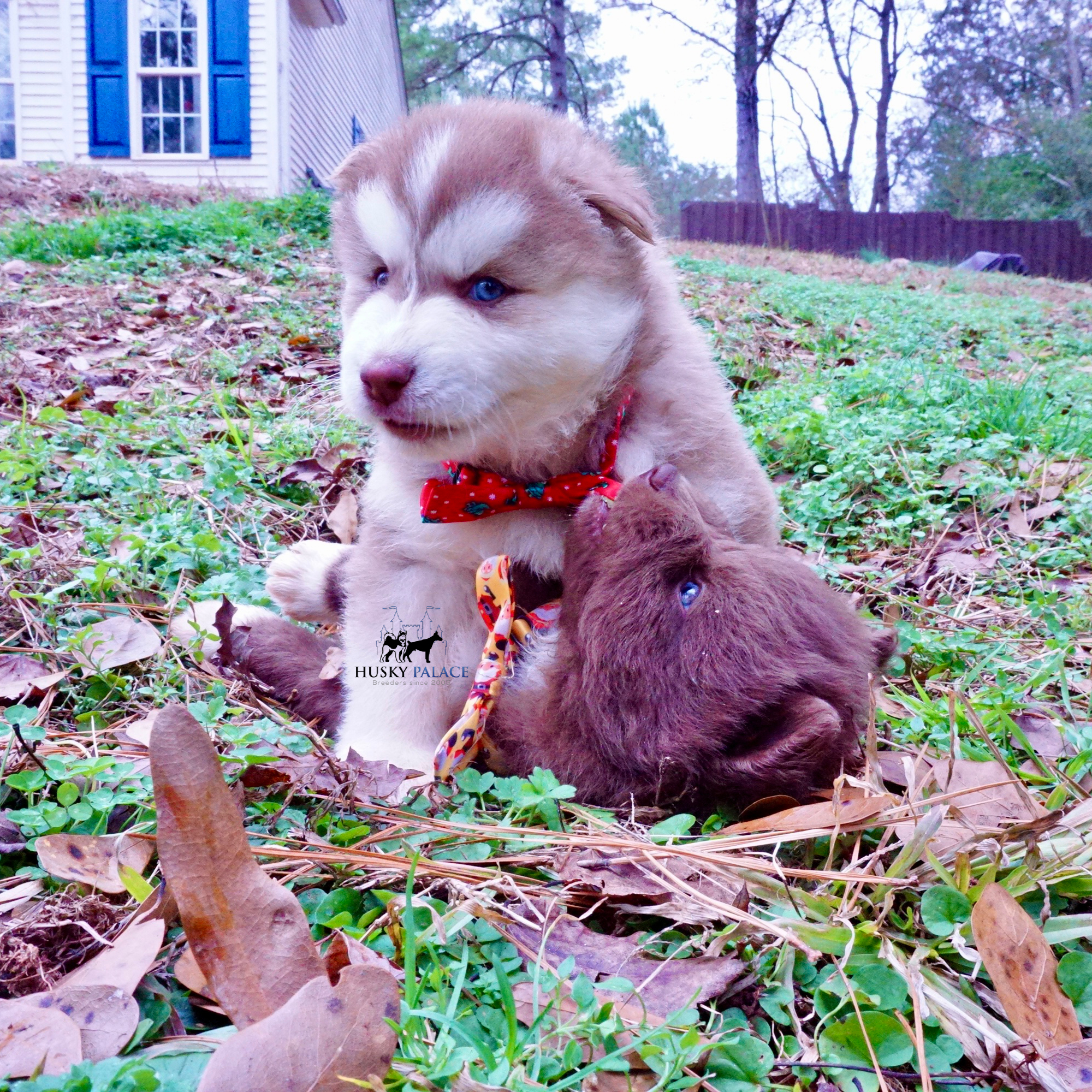 Red Siberian Husky sc Red Siberian Husky