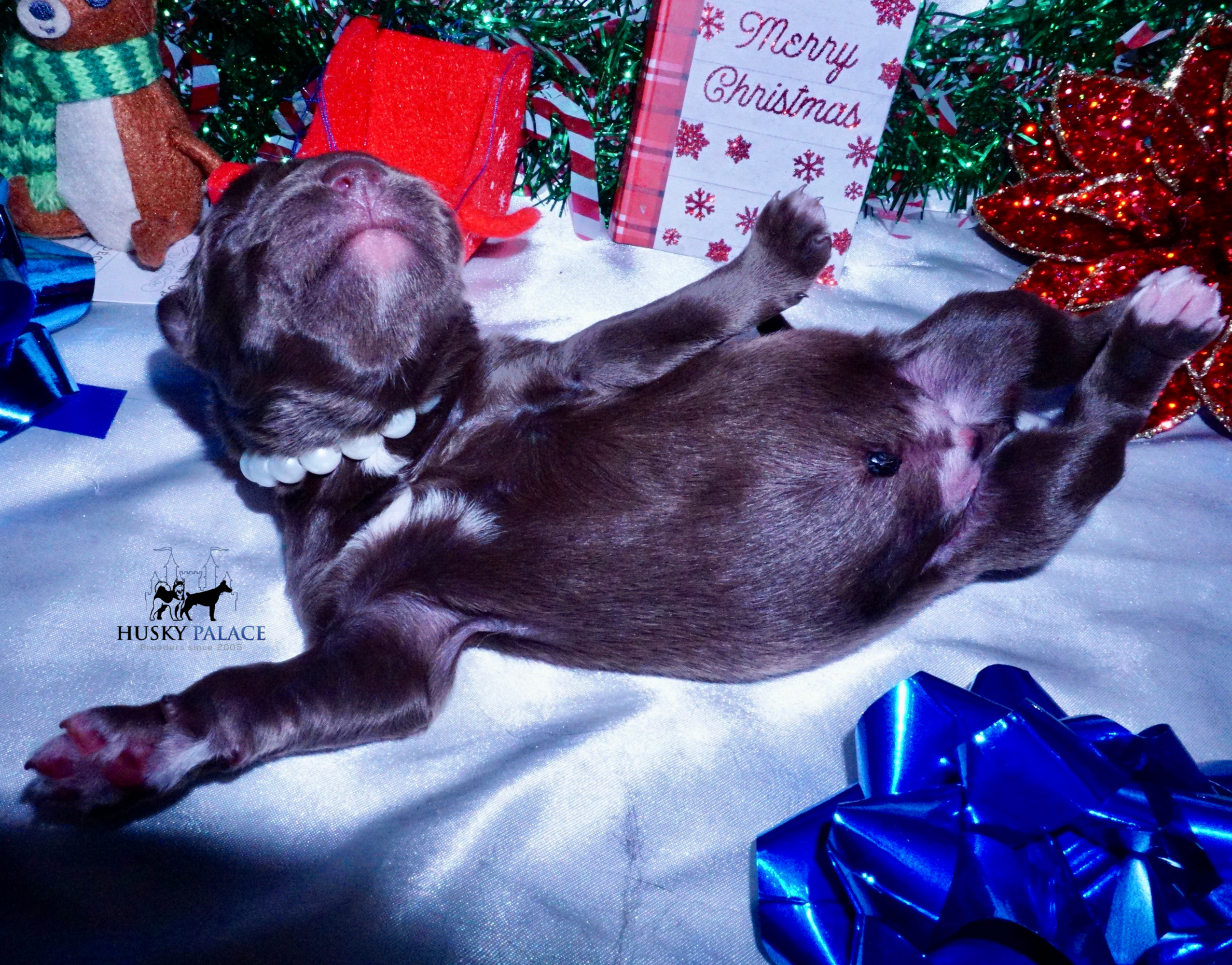 Siberian Husky Puppies For Sale