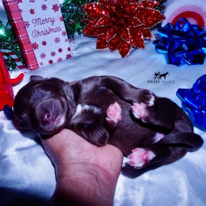 Siberian Husky Puppies For Sale
