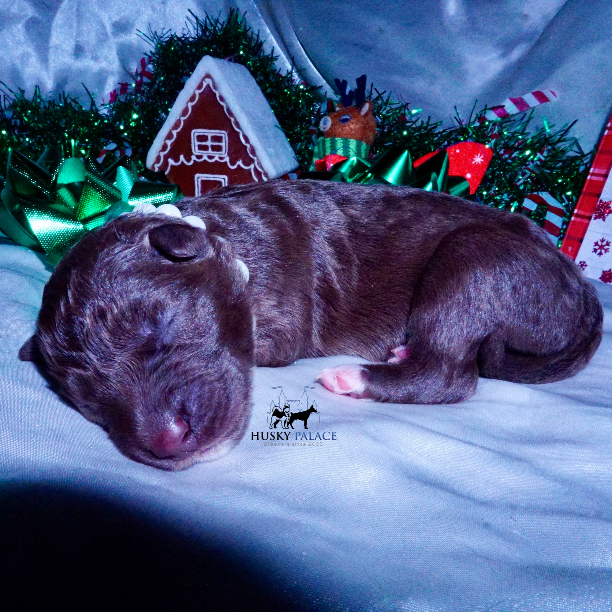 Siberian Husky Puppies For Sale