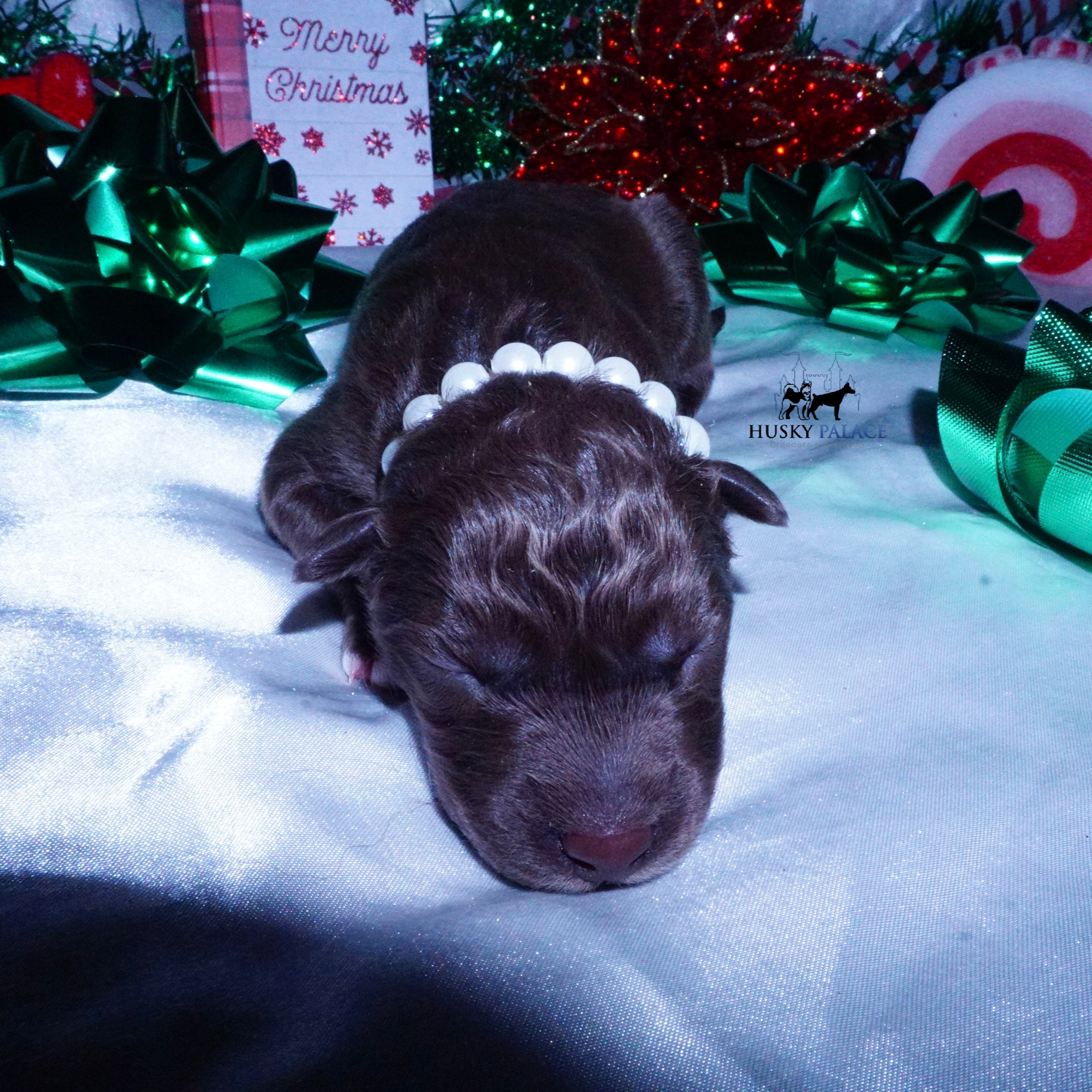 Siberian Husky Puppies For Sale