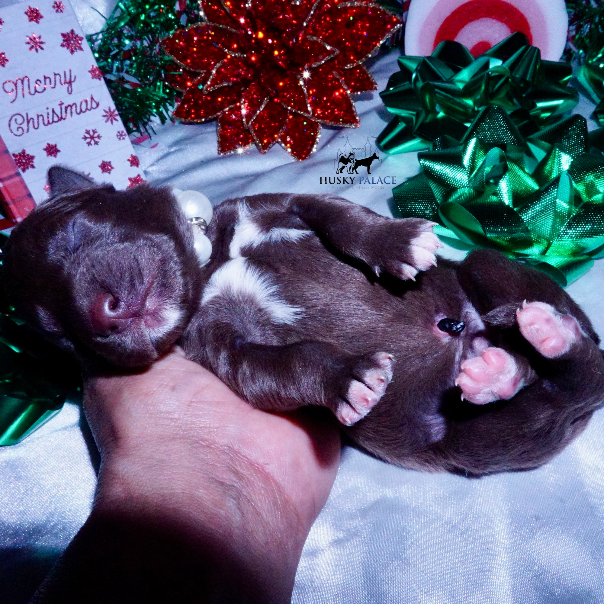 Siberian Husky Puppies For Sale