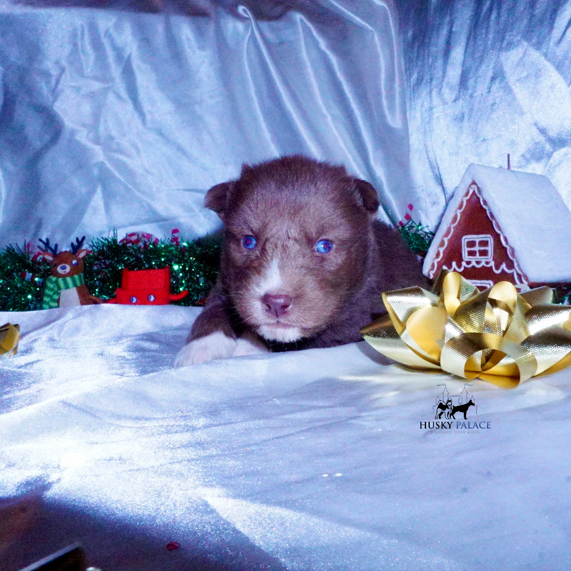 Siberian Husky Puppies For Sale