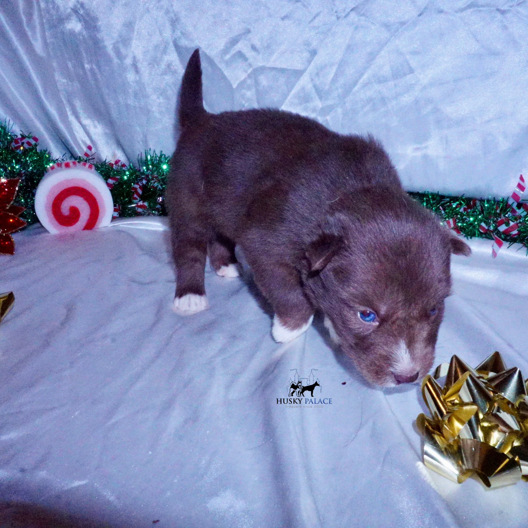 Siberian Husky Puppies For Sale