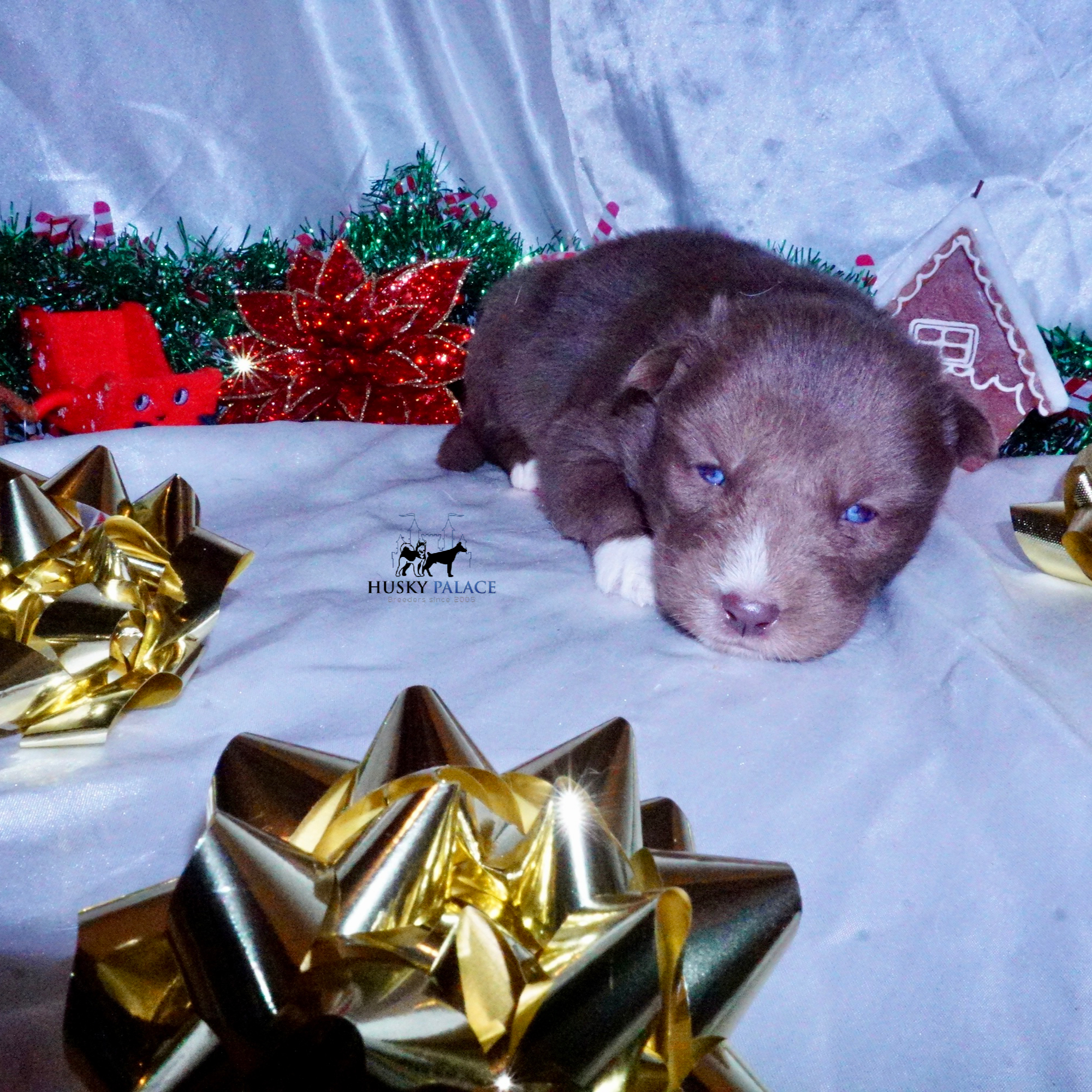 Siberian Husky Puppies For Sale