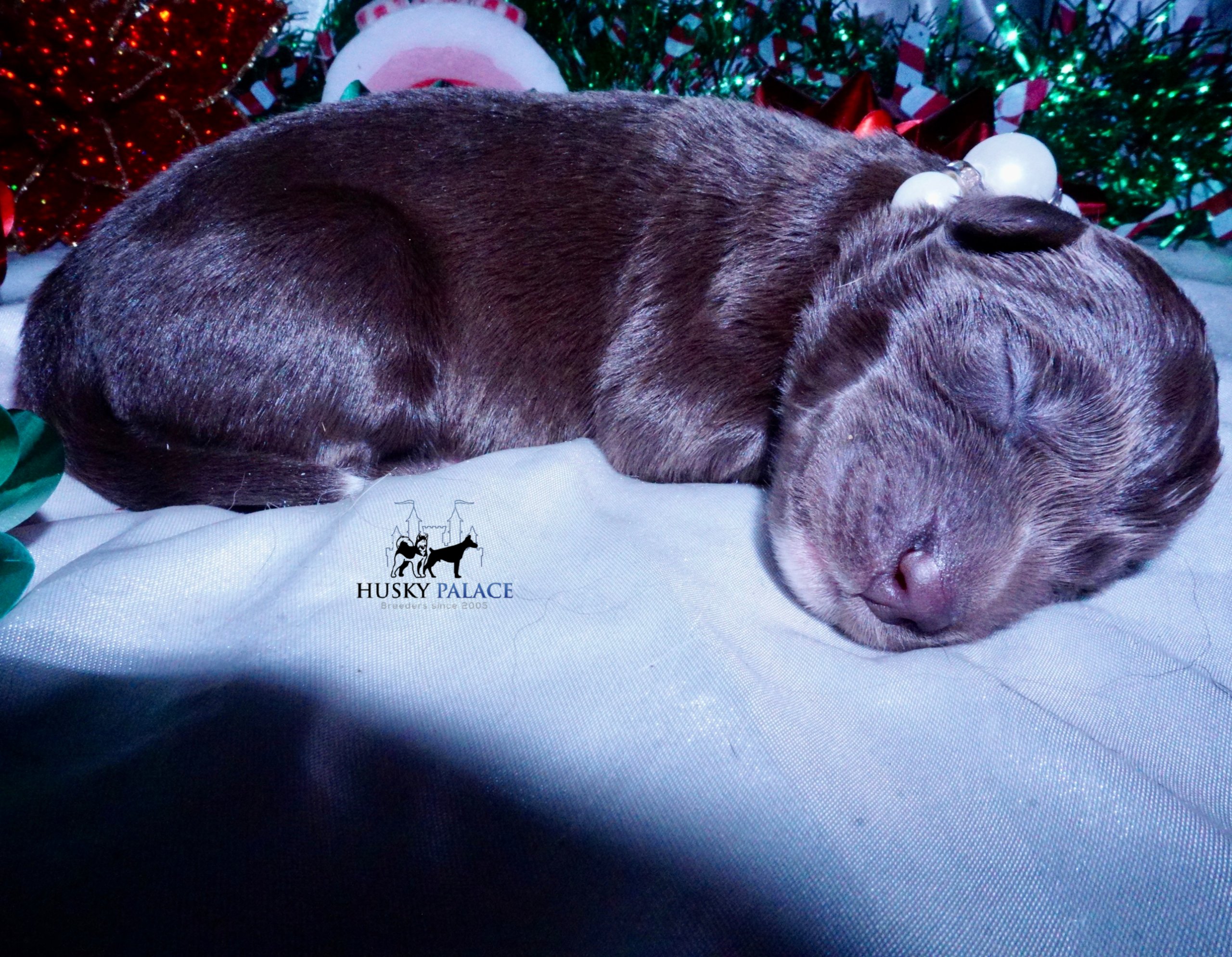 Siberian Husky Puppies For Sale