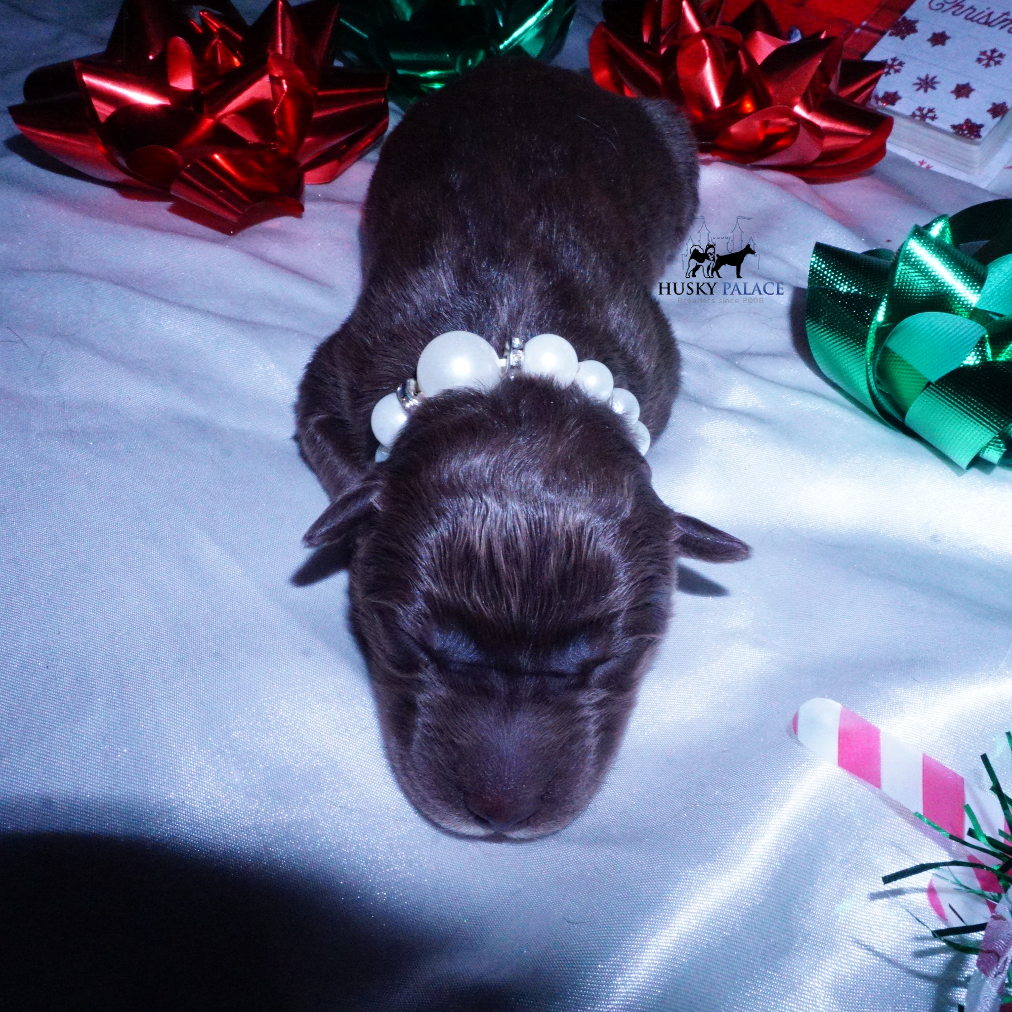 Siberian Husky Puppies For Sale