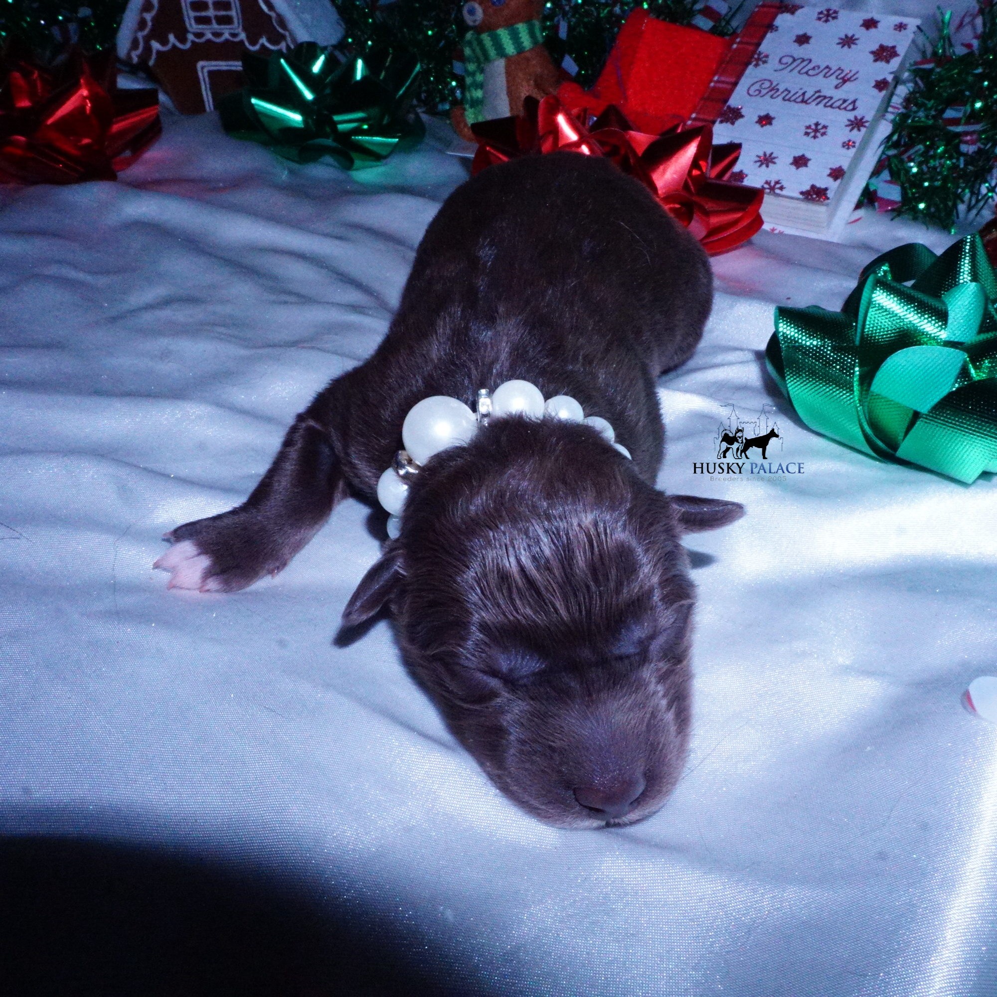 Siberian Husky Puppies For Sale