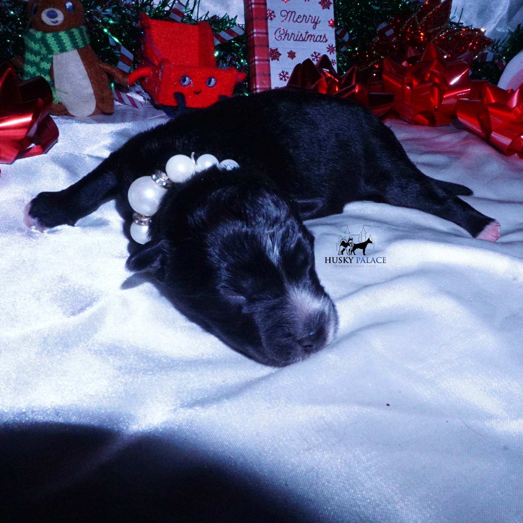 Siberian Husky Puppies For Sale