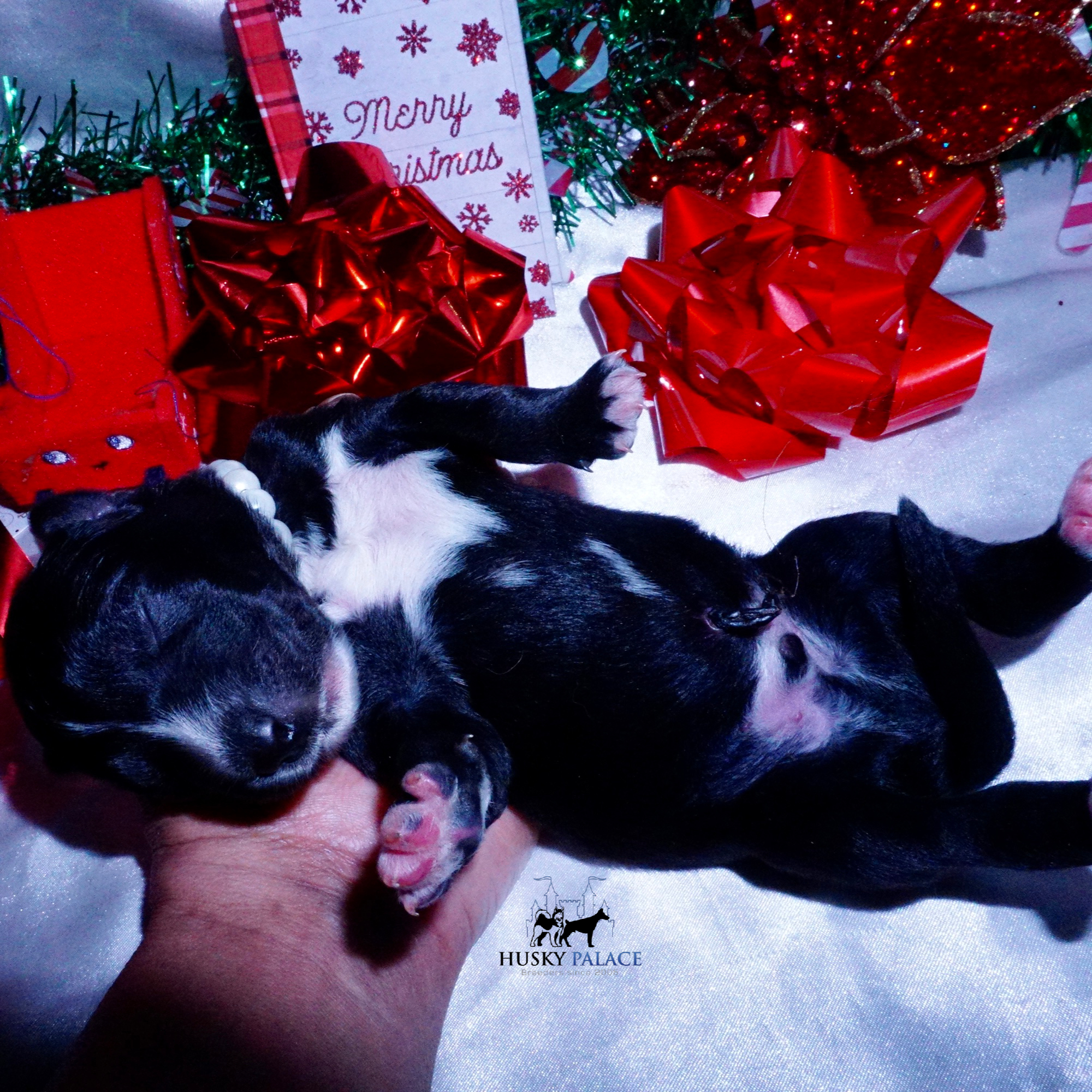 Siberian Husky Puppies For Sale