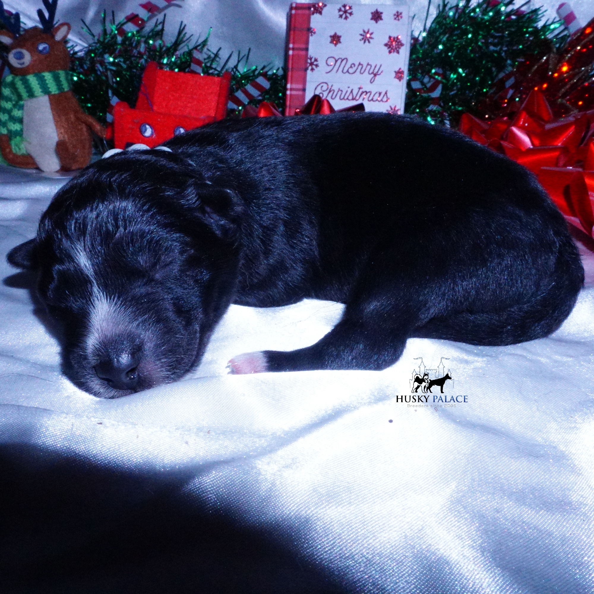 Siberian Husky Puppies For Sale