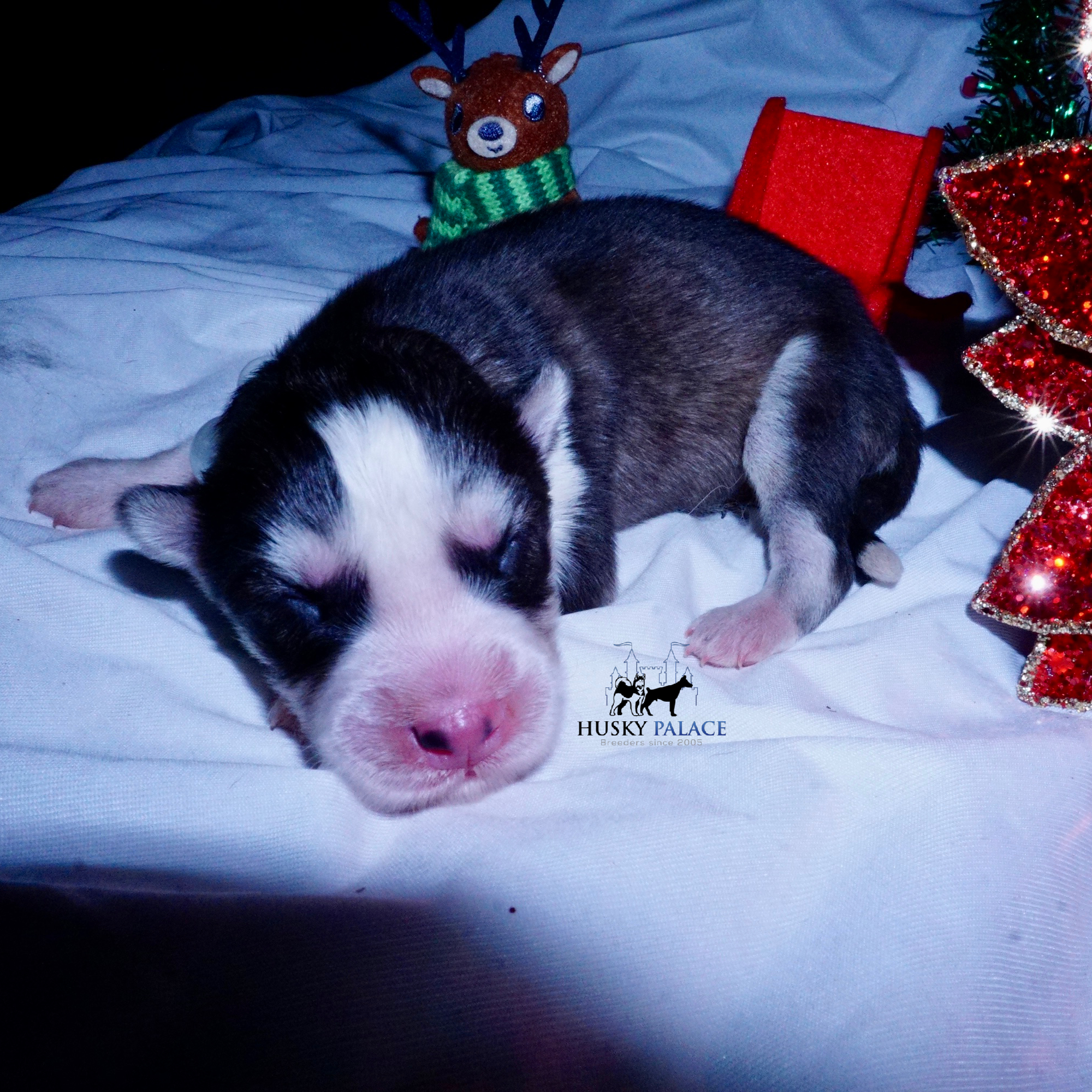Siberian Husky Puppies For Sale