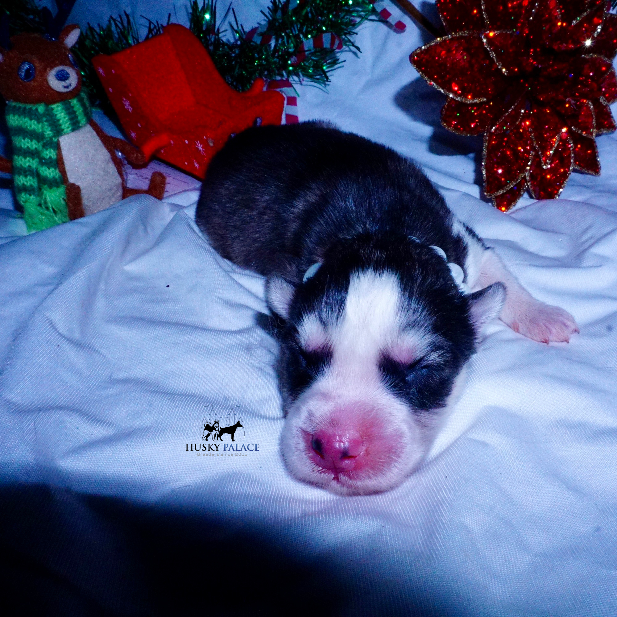 Siberian Husky Puppies For Sale