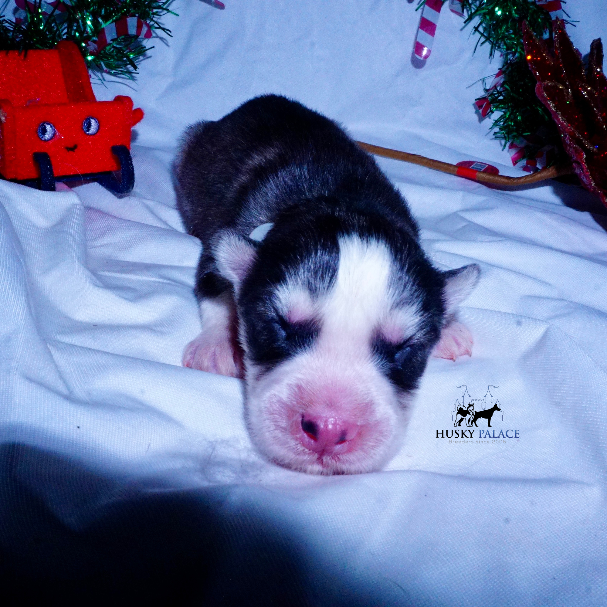 Siberian Husky Puppies For Sale