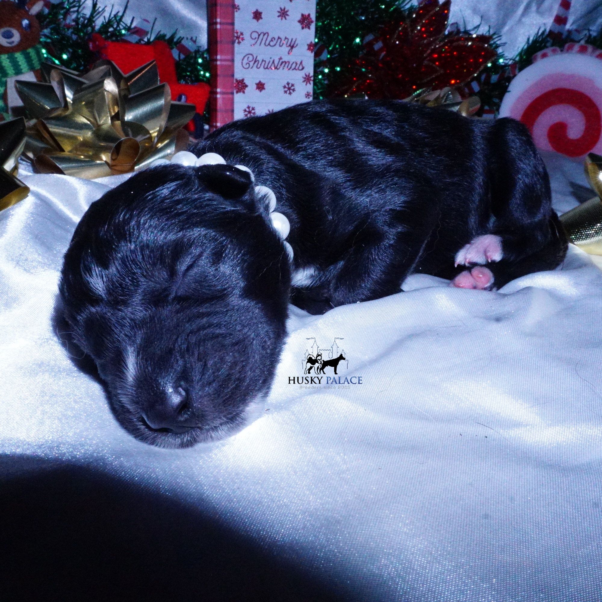 Siberian Husky Puppies For Sale