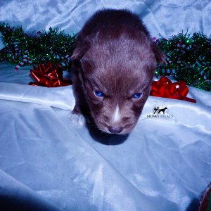 Siberian Husky Puppies For Sale