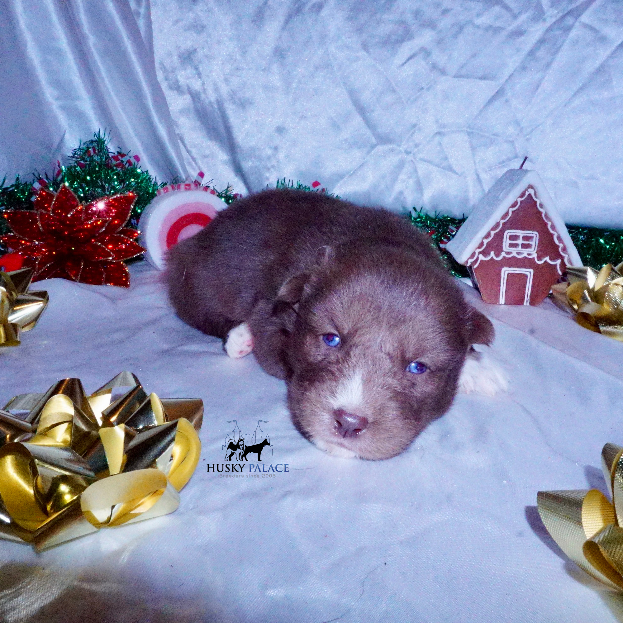 Siberian Husky Puppies For Sale