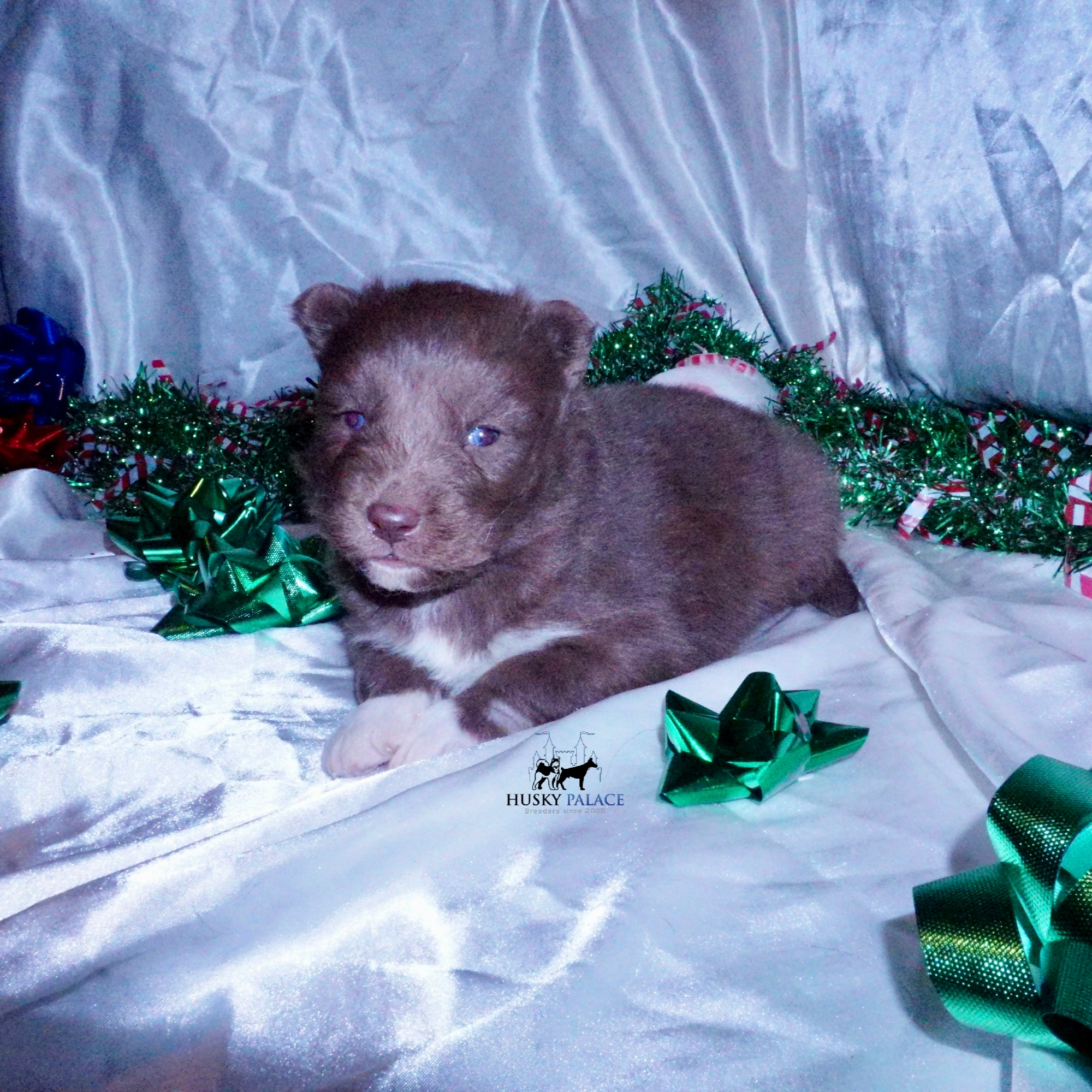 Siberian Husky Puppies For Sale