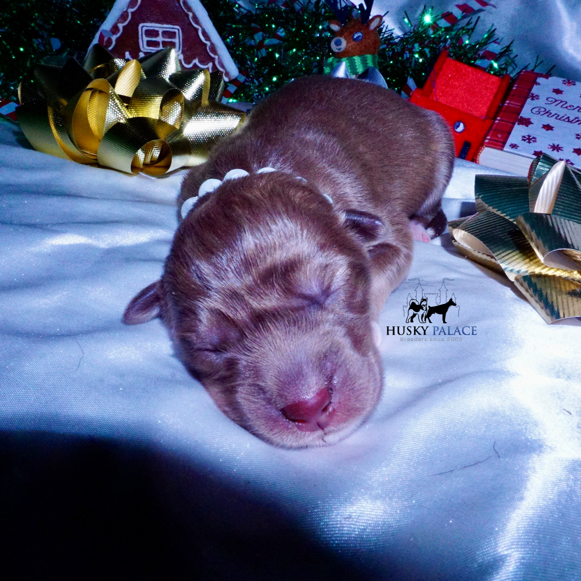 Siberian Husky Puppies For Sale