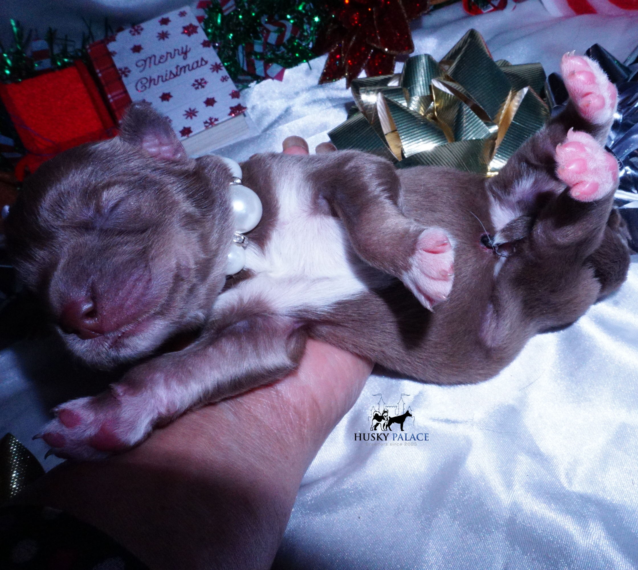 Siberian Husky Puppies For Sale