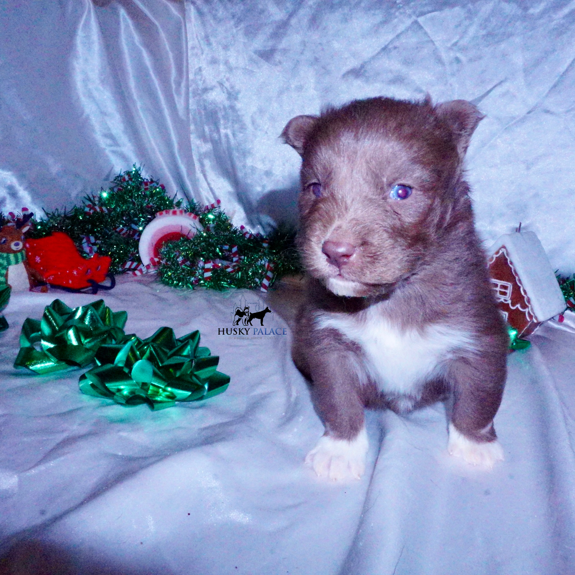 Siberian Husky Puppies For Sale