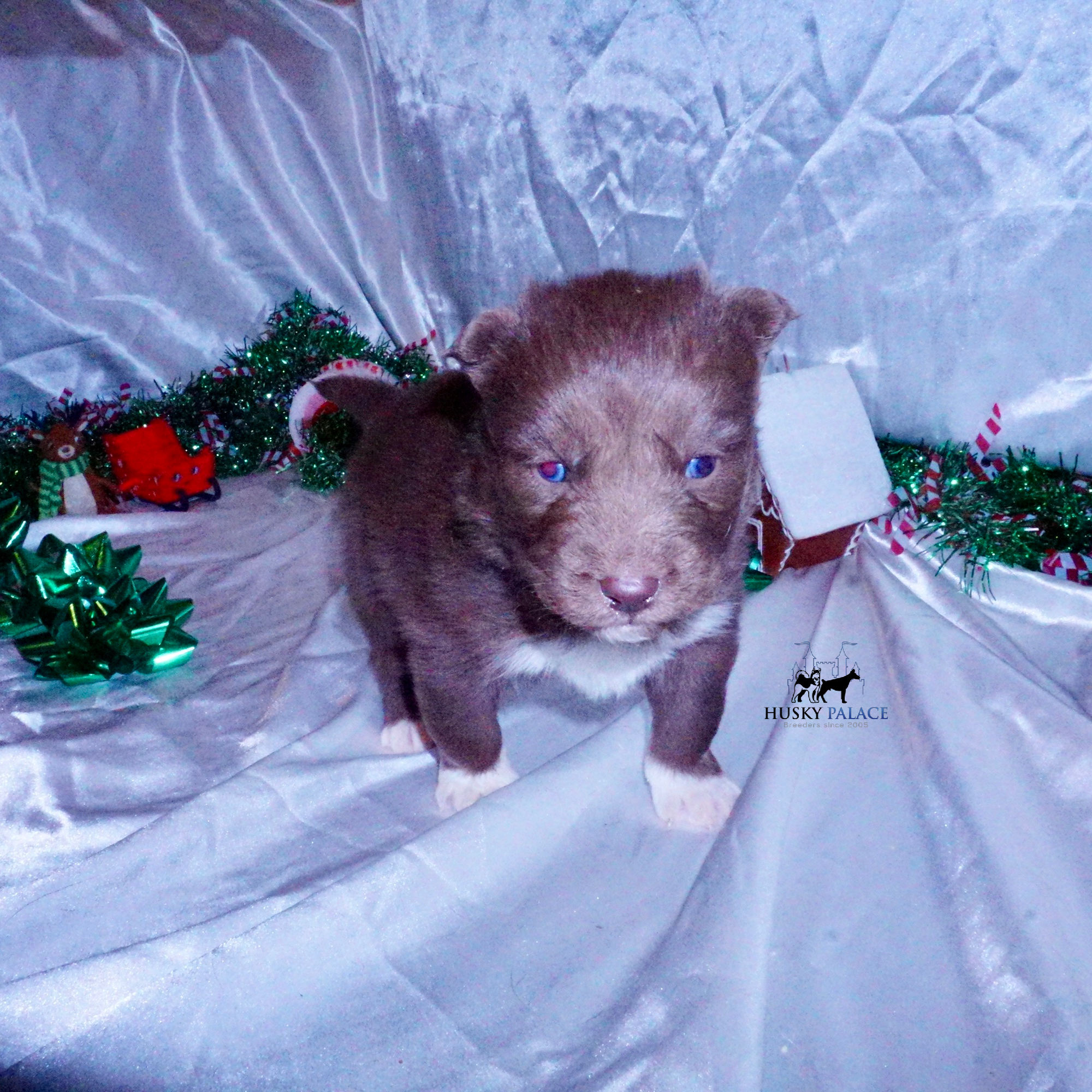 Siberian Husky Puppies For Sale