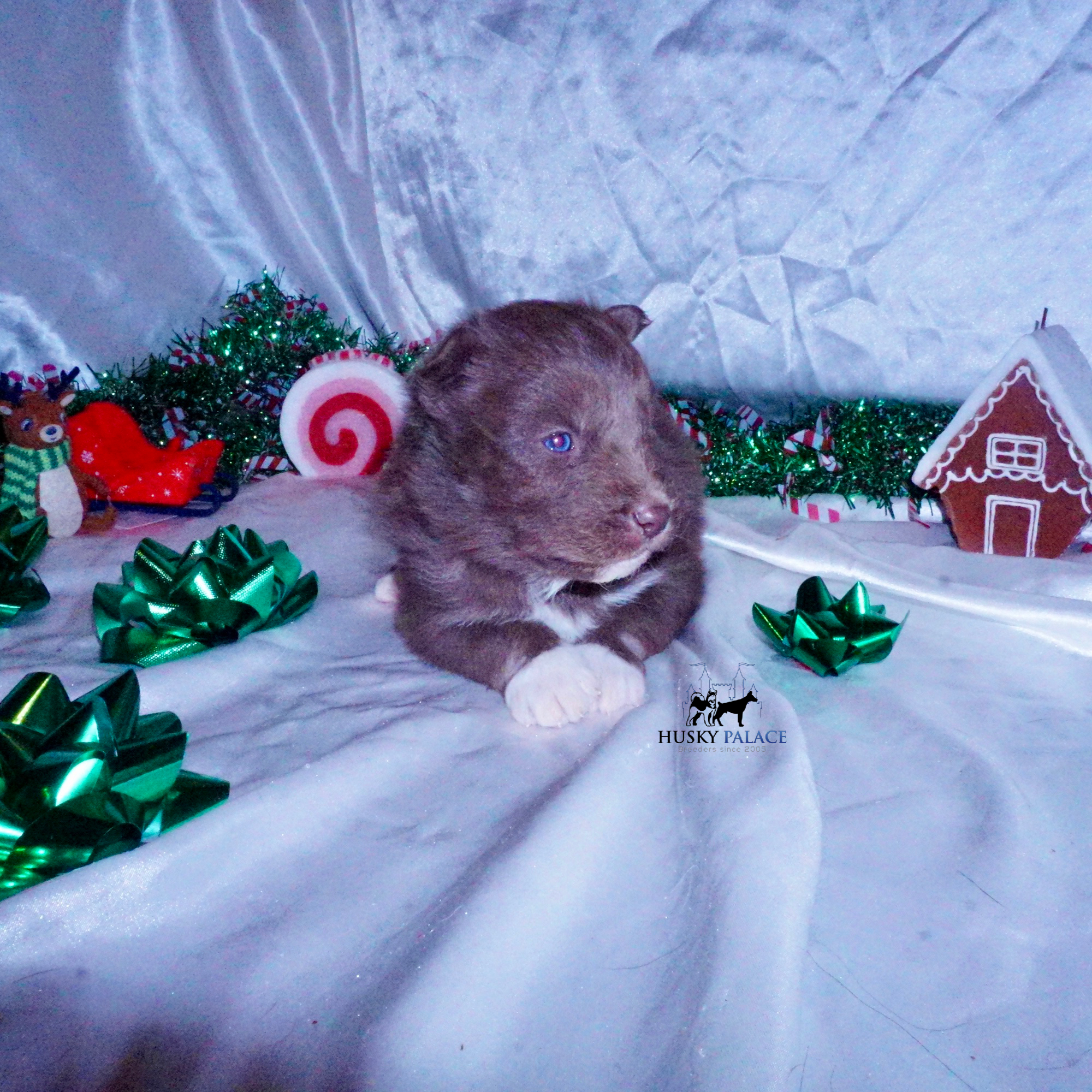 Siberian Husky Puppies For Sale