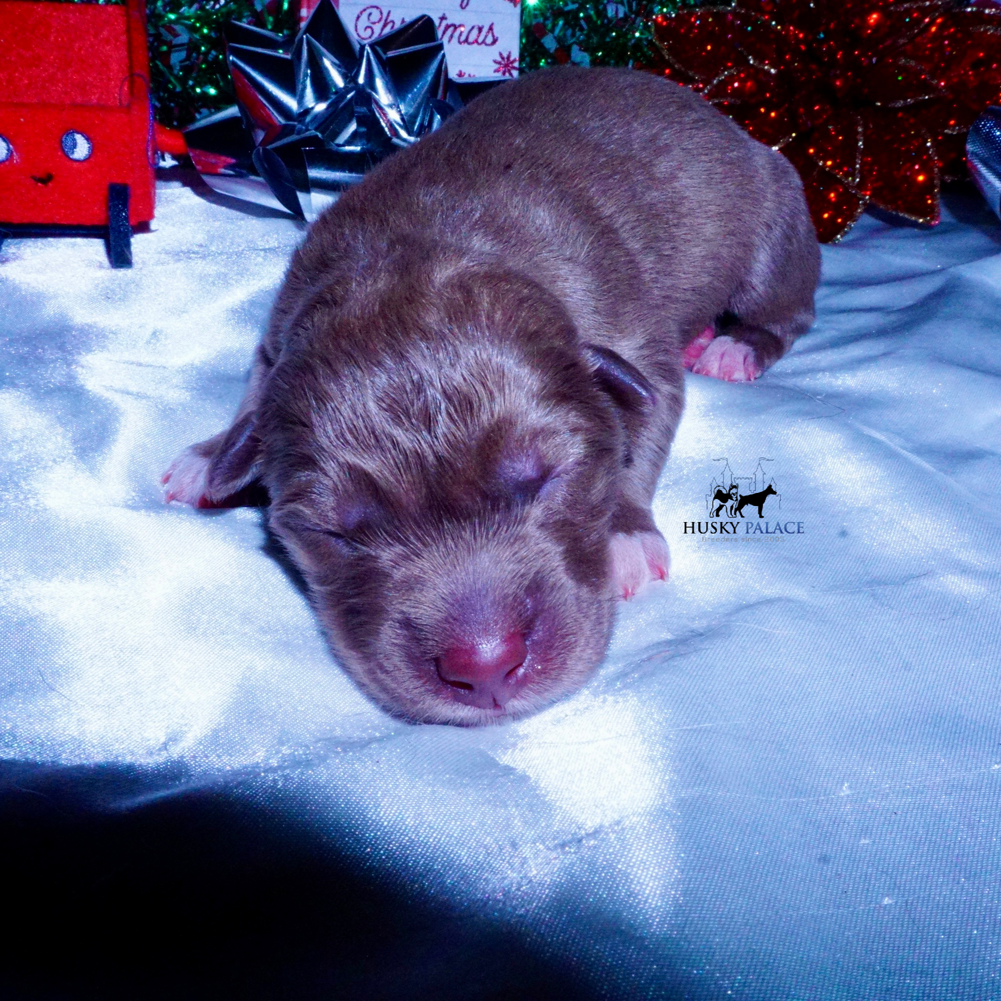 Siberian Husky Puppies For Sale