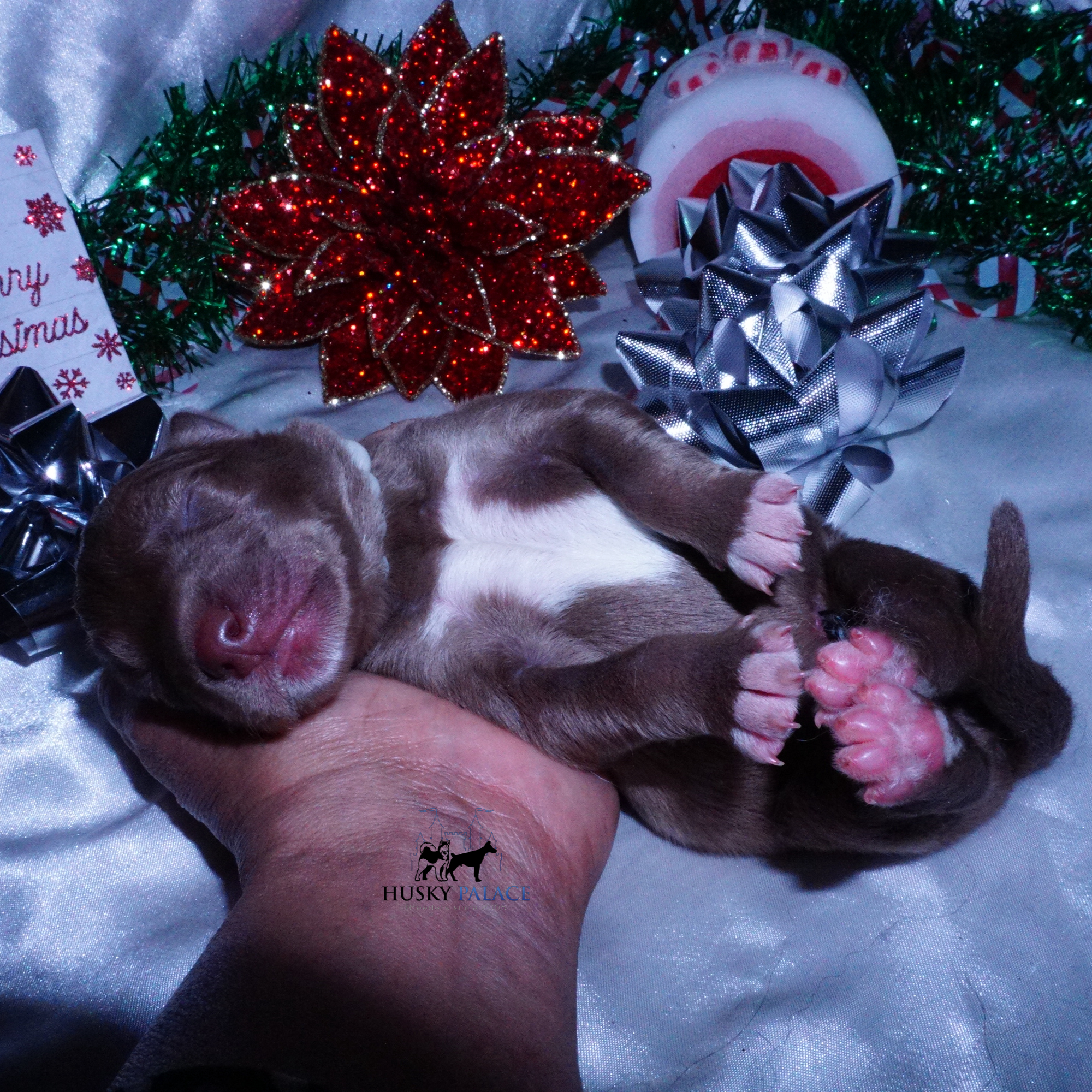 Siberian Husky Puppies For Sale