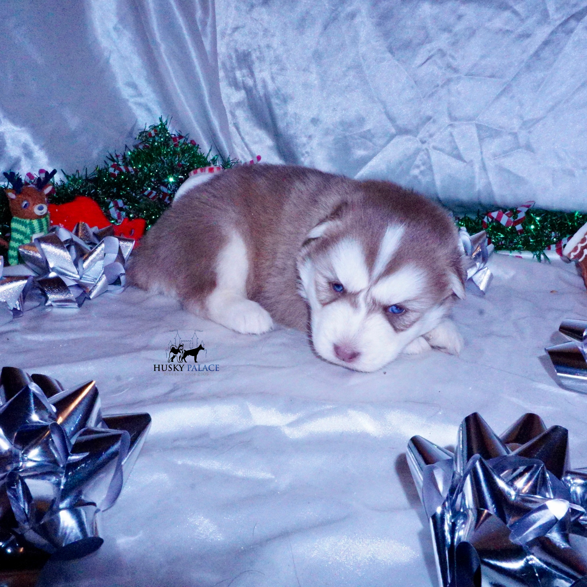 Siberian Husky Puppies For Sale , ryan Siberian Husky Puppies For Sale