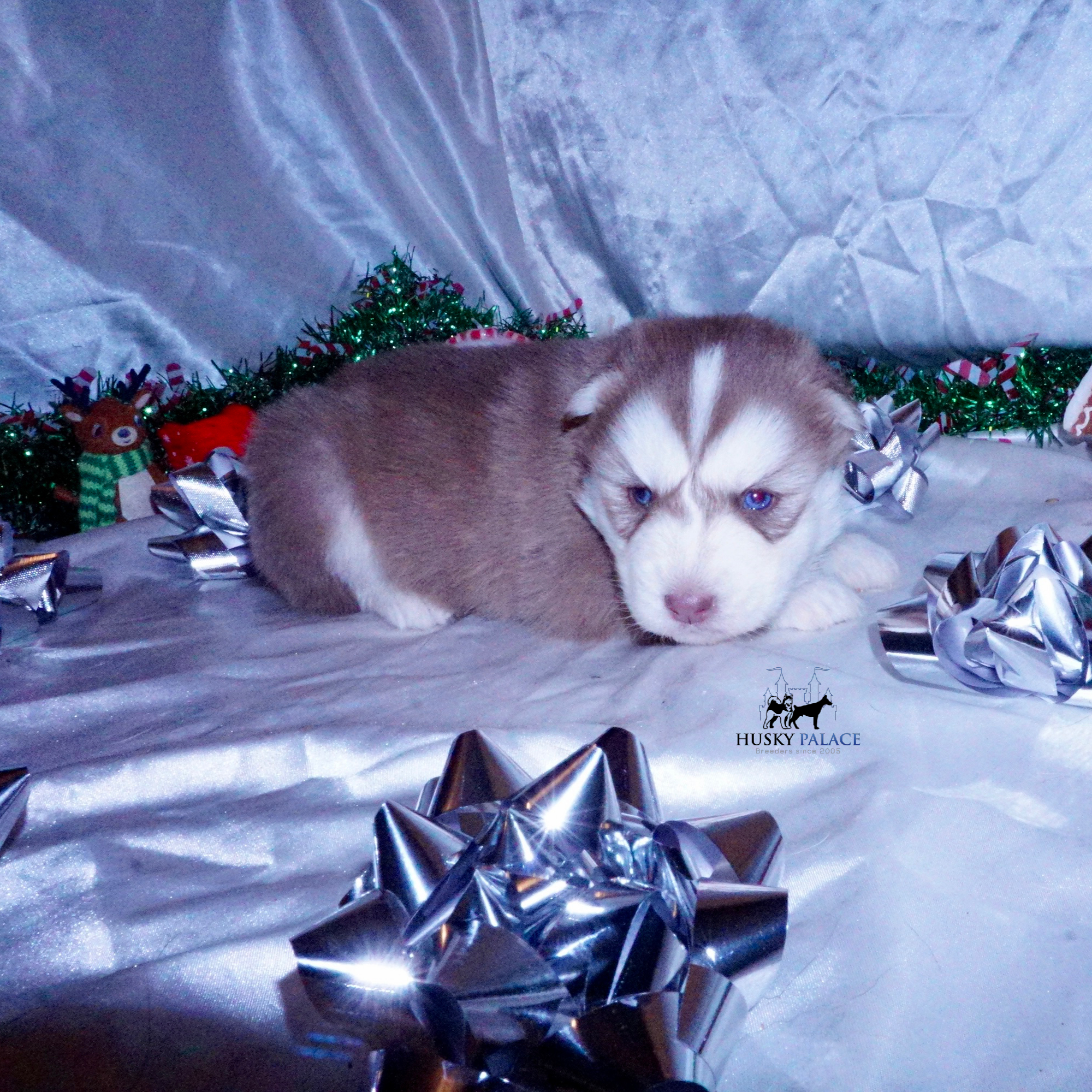 Siberian Husky Puppies For Sale ryan Siberian Husky Puppies For Sale